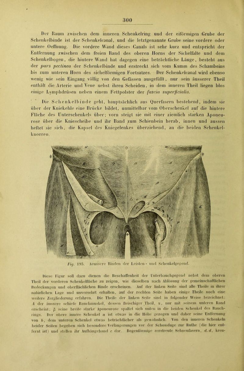 Der Raum zwischen dem inneren Schenkelring und der eiförmigen Gruhe der Schenkelbinde ist der Schenkelcanal, und die letztgenannte Grube seine vordere oder untere Oeffnung. Die vordere Wand dieses Canals ist sehr kurz und entspricht der Entfernung zwischen dem freien Rand des oberen Horns der Sichelfalle und dem Schenkelbogen, die hintere Wand hat dagegen eine beträchtliche Länge, bestellt aus der pars pectinea der Schenkelbinde und erstreckt, sich vom Kamm des Schambeins bis zum unteren Horn des sichelförmigen Fortsatzes. Der Schenkelcanal wird ebenso wenig wie sein Eingang völlig von den Gefassen ausgefüllt, nur sein äusserer Theil enthält die Arterie und Vene nebst ihren Scheiden, in dem inneren Theil liegen blos einige Lymphdriisen neben einem Fettpolster der fascia superficialis. Die Schenkelbinde geht, hauptsächlich aus Querfasern bestehend, indem sie über der Kniekehle eine Brücke bildet, unmittelbar vom Oberschenkel auf die hintere Fläche des Unterschenkels über; vorn steigt sie mit einer ziemlich starken Aponeu- rose über die Kniescheibe und ihr Band zum Schienbein herab, innen und aussen heftet sie sich, die Kapsel des Kniegelenkes überziehend, an die beiden Schenkel- knorren. I'ig. 195. Aeussere Binden der Leisten - und Schenkelgegend. Diese Figur soll dazu dienen die Beschaffenheit der Unterbauchgegend nebst dem oberen Theil der vorderen Schenkelfläche zu zeigen, wie dieselben nach Ablösung der gemeinschaftlichen Bedeckungen und oberflächlichen Binde erscheinen. Auf der linken Seite sind alle Tlicile in ihrer natürlichen Lage und unversehrt erhalten, auf der rechten Seite haben einige Tlicile noch eine weitere Zergliederung erfahren. Die Tlicile der linken Seite sind in folgender Weise bezeichnet: .4 der äussere schiefe Bauchmuskel, dessen fleischiger Theil, a, nur mit seinem unteren Band erscheint; ß seine breite starke Aponeurose spaltet sich unten in die beiden Schenkel des Bauch- rings. Der obere innere Schenkel n ist etwas in die Höhe gezogen und daher seine Entfernung von b, dem unteren Schenkel etwas beträchtlicher als gewöhnlich. Von den inneren Schenkeln beider Seilen begeben sich besondere Verlängerungen vor der Schossfuge zur Buthc (die liier ent- fernt ist) und stellen ihr Aufhängeband c dar. Bogenförmige zerstreute Selinenfasern, rl.d, kreu-
