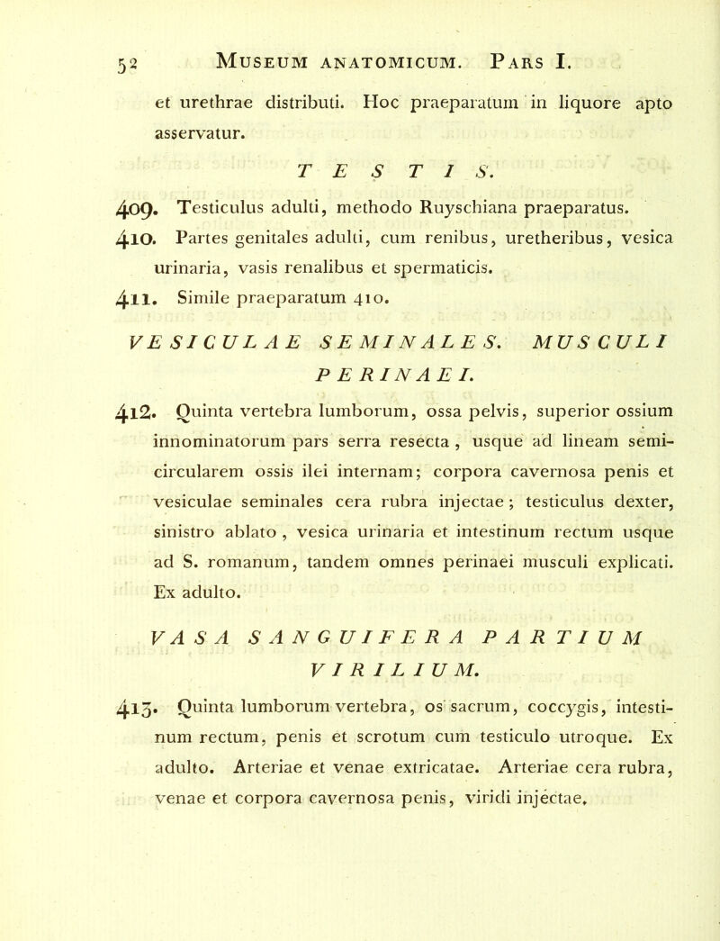 et urethrae distributi. Hoc praeparatum in liquore apto asservatur. TESTIS. 409. Testiculus adulti, methodo Ruyschiana praeparatus. 410. Partes genitales adulti, cum renibus, uretheribus, vesica urinaria, vasis renalibus et spermaticis. 4n. Simile praeparatum 410. VESICULAE SEMINALES. MUSCULI PERINAEI. 412. Quinta vertebra lumborum, ossa pelvis, superior ossium innominatorum pars serra resecta , usque ad lineam semi- circularem ossis ilei internam; corpora cavernosa penis et vesiculae seminales cera rubra injectae ; testiculus dexter, sinistro ablato , vesica urinaria et intestinum rectum usque ad S. romanum, tandem omnes perinaei musculi explicati. Ex adulto. VASA SANGUIFERA PARTIUM VIRILIUM. 413. Quinta lumborum vertebra, os sacrum, coccygis, intesti- num rectum, penis et scrotum cum testiculo utroque. Ex adulto. Arteriae et venae extricatae. Arteriae cera rubra, venae et corpora cavernosa penis, viridi injectae.