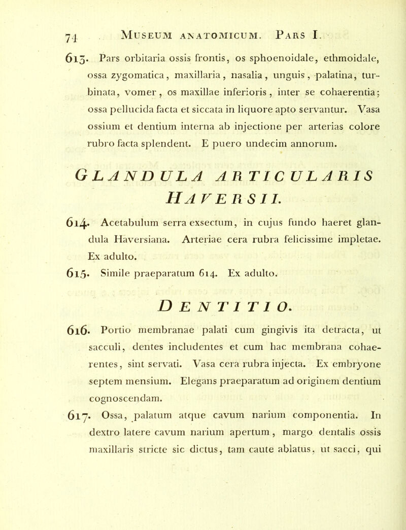 613. Pars orbitaria ossis frontis, os sphoenoidale, ethmoidale, ossa zygomatica, maxillaria, nasalia, unguis, palatina, tur- binata, vomer, os maxillae inferioris, inter se cohaerentia; ossa pellucida facta et siccata in liquore apto servantur. Vasa ossium et dentium interna ab injectione per arterias colore rubro facta splendent. E puero undecim annorum. Glandula articularis Ha versu. 614. Acetabulum serra exsectum, in cujus fundo haeret glan- dula Haversiana. Arteriae cera rubra felicissime impletae. Ex adulto. 615. Simile praeparatum 614. Ex adulto. Dentitio. 616. Portio membranae palati cum gingivis ita detracta, ut sacculi, dentes includentes et cum hac membrana cohae- rentes, sint servati. Vasa cera rubra injecta. Ex embryone septem mensium. Elegans praeparatum ad originem dentium cognoscendam. 617. Ossa, palatum atque cavum narium componentia. In dextro latere cavum narium apertum, margo dentalis ossis maxillaris stricte sic dictus, tam caute ablatus, ut sacci, qui