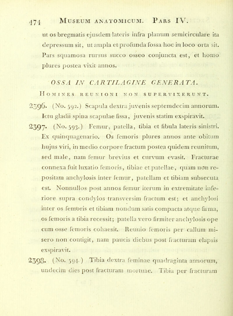 ut os bregmatis ejusdem lateris infra planum semicirculare ita depressum sit, ut ampla et profunda fossa hoc in loco orta sit. Pars squamosa rursus succo osseo conjuncta est, et homo plures postea vixit annos. OSSA IN CARTILAGINE GENERATA. Homines reunioni non supervixerunt. 2396* (No. 592.) Scapula dextra juvenis septemdecim annorum. Ictu gladii spina scapulae fissa, juvenis statim exspiravit. 2597« (No. 593.) Femur, patella, tibia et fibula lateris sinistri. Ex quinquagenario. Os femoris plures annos ante obitum hujus viri, in medio corpore fractum postea quidem reunitum, sed male, nam femur brevius et curvum evasit. Fracturae connexa fuit luxatio femoris, tibiae et patellae, quam non re- positam anchylosis inter femur, patellam et tibiam subsecuta est. Nonnullos post annos femur iterum in extremitate infe- riore supra condylos transversim fractum est; et anchylosi inter os fem'oris et tibiam nondum satis compacta atque firma, os femoris a tibia recessit; patella vero firmiter anchylosis ope cum osse femoris cohaesit. Reunio femoris per callum mi- sero non contigit, nam paucis diebus post fracturam elapsis exspiravit. 2398* (No. 594.) Tibia dextra feminae quadraginta annorum, undecim dies post fracturam mortuae. Tibia per fracturam