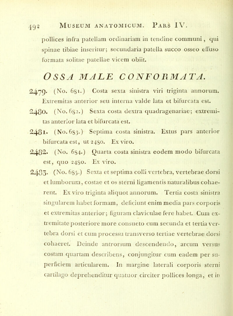 pollices infra patellam ordinariam in tendine communi, qui spinae tibiae inseritur; secundaria patella succo osseo effuso formata solitae patellae vicem obiit. Ossa male confoplMAta. 2479* (No. 681.) Costa sexta sinistra viri triginta annorum. Extremitas anterior seu interna valde lata et bifurcata est. 2480. (No. 632.) Sexta costa dextra quadragenariae; extremi- tas anterior lata et bifurcata est. 248l* (No. 683.) Septima costa sinistra. Extus pars anterior bifurcata est, ut 2480. Ex viro. 2482. (No. 684.) Quarta costa sinistra eodem modo bifurcata est, quo 2480. Ex viro. 2483. (No. 685.) Sexta et septima colli vertebra, vertebrae dorsi et lumborum, costae et os sterni ligamentis naturalibus cohae- rent. Ex viro triginta aliquot annorum. Tertia costa sinistra singularem habet formam, deficiunt enim media pars corporis et extremitas anterior; figuram claviculae fere habet. Cum ex- tremitate posteriore more consueto cum secunda et tertia ver- tebra dorsi et cum processu transverso tertiae vertebrae dorsi cohaeret. Deinde antrorsum descendendo, arcum versus costam quartam describens, conjungitur cum eadem per su- perficiem articularem. In margine laterali corporis sterni cartilago deprehenditur quatuor circiter pollices longa, et in