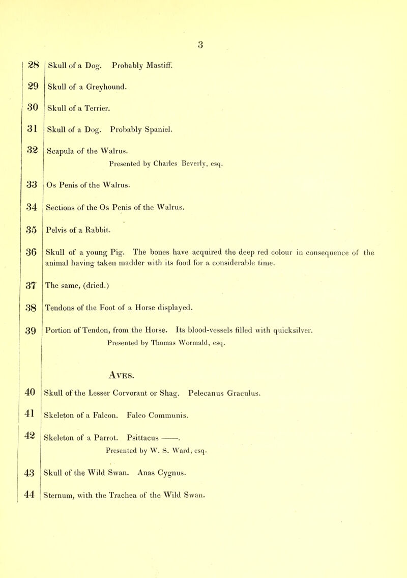 28 29 30 31 32 33 34 35 36 37 38 39 ! 40 ! 41 I 42 43 44 Skull of a Dog. Probably Mastiff. Skull of a Greyhound. Skull of a Terrier. Skull of a Dog'. Probably Spaniel. Scapula of the Walrus. Presented by Charles Beverly, esq. Os Penis of the Walrus. Sections of the Os Penis of the Walrus. Pelvis of a Rabbit. Skull of a young Pig. The bones have acquired the deep red colour in consequence of the animal having taken madder with its food for a considerable time. The same, (dried.) Tendons of the Foot of a Horse displayed. Portion of Tendon, from the Horse. Its blood-vessels tilled with quicksilver. Presented by Thomas Wormald, esq. Aves. Skull of the Lesser Corvorant or Shag. Pelecanus Graculus. Skeleton of a Falcon. Falco Communis. Skeleton of a Parrot. Psittacus . Presented by W. S. Ward, esq. Skull of the Wild Swan. Anas Cygnus. Sternum, with the Trachea of the Wild Swan.