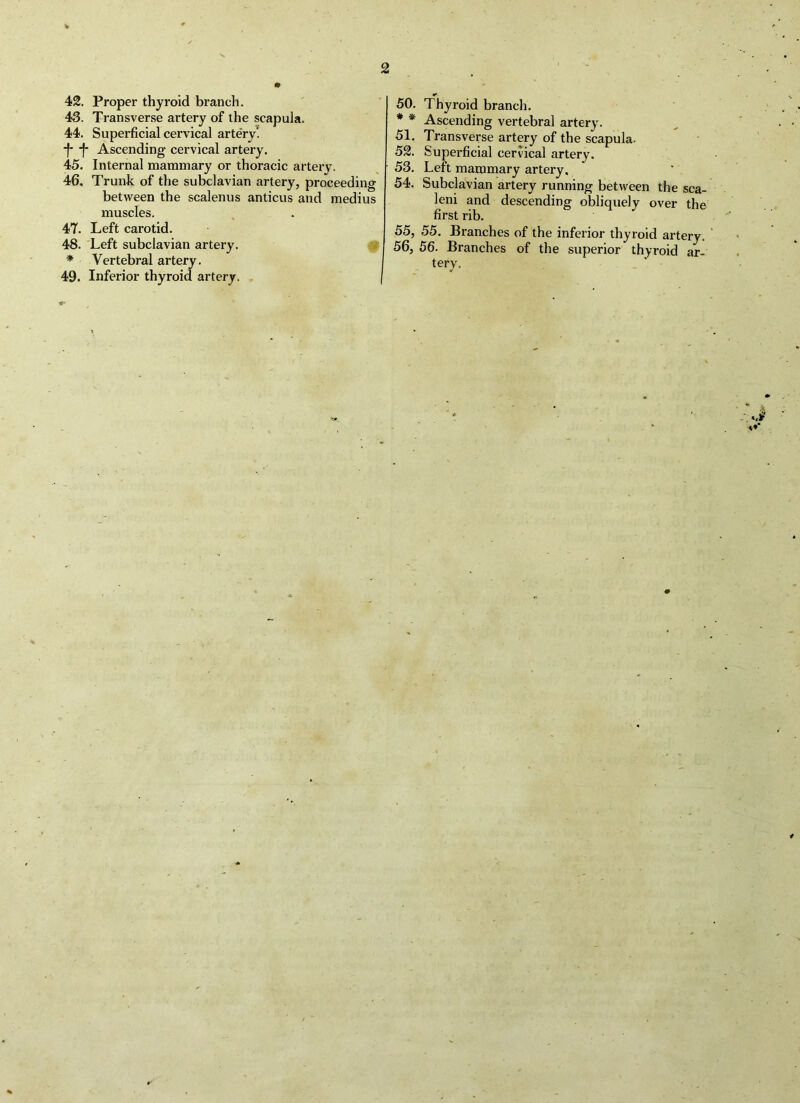 42. Proper thyroid branch. 43. Transverse artery of the scapula. 44. Superficial cervical artery! *f- f Ascending cervical artery. 45. Internal mammary or thoracic artery. 46. Trunk of the subclavian artery, proceeding between the scalenus anticus and medius muscles. 47. Left carotid. 48. Left subclavian artery. * Vertebral artery. 49. Inferior thyroid artery. 50. Thyroid branch. * * Ascending vertebral artery. 51. Transverse artery of the scapula. 52. Superficial cervical artery. 53. Left mammary artery, 54. Subclavian artery running between the sca- leni and descending obliquely over the first rib. 55. 55. Branches of the inferior thyroid artery. 56. 56. Branches of the superior thyroid ar- tery.