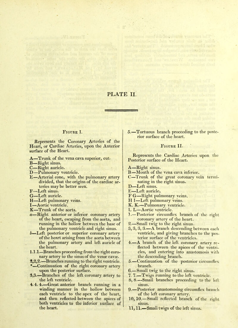 Figure I. Represents the Coronary Arteries of the Heart, or Cardiac Arteries, upon the Anterior surface of the Heart. A—Trunk of the vena cava superior, cut. B—Right sinus. C-—Right auricle. D—Pulmonary ventricle. E—Arterial cone, with the pulmonary artery divided, that the origins of the cardiac ar- teries may be better seen. F—Left sinus. G—Left auricle. H—Left pulmonary veins. I—Aortic ventricle. K—Trunk of the aorta. a—Right anterior or inferior coronary artery of the heart, escaping from the aorta, and running in the hollow between the base of the pulmonary ventricle and right sinus. b—Left posterior or superior coronary artery of the heart arising from the aorta between the pulmonary artery and left auricle of the heart. 1.1.1—Branches proceeding from the right coro- nary artery to the sinus of the venae cavae. 2,2,2.—Branches running to the right ventricle. *—Continuation of the right coronary artery upon the posterior surface. 5,3.—Branches of the left coronary artery to the left ventricle. 4. 4. 4.—Great anterior branch running in a winding manner in the hollow between each ventricle to the apex of the heart, and then reflected between the apices of both ventricles to the inferior surface of the heart. 5.—Tortuous branch proceeding to the poste- rior surface of the heart. Figure II. Represents the Cardiac Arteries upon the Posterior surface of the Heart. A—Right sinus. B—Mouth of the vena cava inferior. C—Trunk of the great coronary vein termi- nating in the right sinus. D—Left sinus. E—Left auricle. F G—Right pulmonary veins. H I—Left pulmonary veins. K. K.—Pulmonary ventricle. L L—Aortic ventricle. 1. —Posterior circumflex branch of the right coronary artery of the heart. 2. —Small twig to the right sinus. 3. 3, 3, 3.—A branch descending between each ventricle, and giving branches to the pos- terior surface of the ventricles. 4. —A branch of the left coronary artery re- flected between the apices of the ventri- cles, and entering into anastomosis with the descending branch. 5. —Continuation of the posterior circumflex branch. 6. —Small twig to the right sinus. 7. 7.—Twigs running to the left ventricle. 8. 8.—Small branches proceeding to the left sinus. 9. —Posterior anastomosing circumflex branch of the left coronary artery. 10.10. —Small reflected branch of the right sinus. 11.11. —Small twigs of the left sinus»