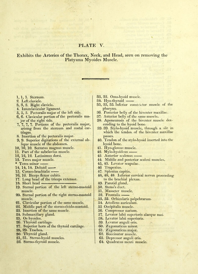 Exhibits the Arteries of the Thorax, Neck, and Head, seen on removing the Platysma Myoides Muscle. 1, 1, 1. Sternum. 2, Left clavicle. 3, 3, 3. Right clavicle. 4, Interclavicular ligament. 5, 5, 5. Pectoralis major of the left side. 6, 6. Clavicular portion of the pectoralis ma- jor of the right side. 7, 7, 7, 7. Portions of the pectoralis major, arising from the sternum and costal car- tilages. 8, Insertion of the pectoralis major. 9, 9. Superior digitations of the external ob- lique muscle of the abdomen. 10. 10, 10. Serratus magnus muscle. 11. Part of the subclavius muscle. 12. 12, 12. Latissimus dorsi. 13. Teres major muscle. * Teres minor 14. 14, 14. Deltoid 15. Coraco-brachialis 16. 16. Biceps flexor cubiti. 17. Long head of the triceps extensor. 18. Short head 19. Sternal portion of the left sterno-mastoid muscle. 20. Sternal portion of the right sterno-mastoid muscle. 21. Clavicular portion of the same muscle. 22. Middle part of the sterno-cleido-mastoid. 23. Insertion of the same muscle. 24. Submaxillary gland. 25. Os hyoides. 26. Thyroid cartilage- 27. Superior horn of the thyroid cartilage. 28. 29- Trachea. 30. Thyroid gland. 31. 31. Sterno-hyoid muscles. 32. Sterno-thyroid muscle. 33, 33. Omo-hyoid muscle. 34. Hyo-thyroid 35, 35, 35. Inferior constrictor muscle of the pharynx. 36. Posterior belly of the biventer maxillae. 37- Anterior belly of the same muscle. 38. Aponeurosis of the biventer muscle des- cending to the hyoid bone. 39- 39- Stylo-hyoid muscle, through a slit in which the tendon of the biventer maxillae passes. 40. Tendon of the stylo-hyoid inserted into the hyoid bone. 41. Hyo-glossus muscle. 42. Mylo-hyoideus 43. Anterior scalenus 44. Middle and posterior scaleni muscles. 45. 45. Levator scapulae. 46 Trapezius. 47- Splenius capitis. 48, 48, 48. Inferior cervical nerves proceeding to the brachial plexus. 49- Parotid gland. 50. Steno’s duct. 51. Masseter muscle. 52. Frontalis ' 53. 53. Orbicularis palpebrarum. 54. Attollens auriculam. 55 Occipitalis muscle. 56. Compressor narium. 57. Levator labii superioris alaeque nasi- 58. Levator labii superioris. 59- Levator anguli oris. 60. Zygomaticus minor. 61. Zygomaticus major. 62. Buccinator muscle. 63. Depressor anguli oris. 64. Quadratus mend muscle.