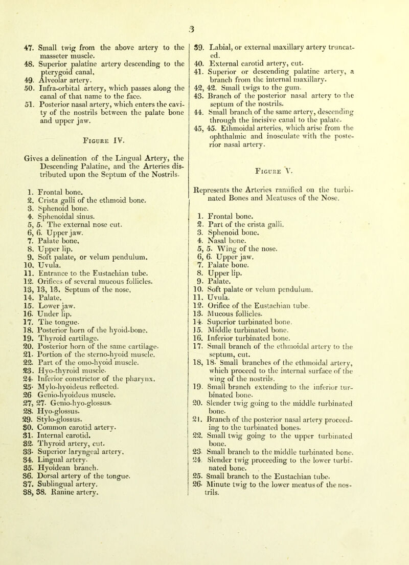 47. Small twig from the above artery to the masseter muscle. 48. Superior palatine artery descending to the pterygoid canal, 49- Alveolar artery. 50. Infra-orbital artery, which passes along the canal of that name to the face. 51. Posterior nasal artery, which enters the cavi- ty of the nostrils between the palate bone and upper jaw. Figure IV. Gives a delineation of the Lingual Artery, the Descending Palatine, and the Arteries dis- tributed upon the Septum of the Nostrils. 1. Frontal bone. 2. Crista galli of the ethmoid bone. 3. Sphenoid bone. 4. Sphenoidal sinus. 5. 5. The external nose cut. 6. 6. Upper jaw. 7. Palate bone, 8. Upper lip. 9. Soft palate, or velum pendulum. 10. Uvula. 11. Entrance to the Eustachian tube. 12. Orifices of several mucous follicles. 13. 13, 13. Septum of the nose, 14. Palate. 15. Lower jaw. 16. Under lip. 17. The tongue. 18. Posterior horn of the hyoid-bone. 19. Thyroid cartilage. 20. Posterior horn of the same cartilage. 21. Portion of the sterno-hyoid muscle. 22. Part of the omo-hyoid muscle. 23. Hyo-thyroid muscle. 24- Inferior constrictor of the pharynx. 25- Mylo-hyoideus reflected. 26 Genio-hyoideus muscle. 27, 27- Genio-hyo-glossus. 28. Hyo-glossus. 29- Stylo-glossus. SO. Common carotid artery. 31. Internal carotid. 32. Thyroid artery, cut. 33- Superior laryngeal artery. 34. Lingual artery. 35. Hyoidean branch. 36. Dorsal artery of the tongue. 37. Sublingual artery. 38. 38. Ranine artery. 59. Labial, or external maxillary artery truncat- ed. 40. External carotid artery, cut. 41. Superior or descending palatine artery, a branch from the internal maxillary. 42. 42. Small twigs to the gum. 43. Branch of the posterior nasal artery to the septum of the nostrils. 44. Small branch of the same artery, descending through the incisive canal to the palate. 45. 45. Ethmoidal arteries, which arise from the ophthalmic and inosculate with the poste- rior nasal artery. Figure V. Represents the Arteries ramified on the turbi- nated Bones and Meatuses of the Nose. 1. E’rontal bone. 2. Part of the crista galli. 3. Sphenoid bone. 4. Nasal bone. 5. 5. Wing of the nose. 6. 6. Upper jaw. 7. Palate bone. 8. Upper lip. 9* Palate. 10. Soft palate or velum pendulum. 11. Uvula. 12. Orifice of the Eustachian tube. 13. Mucous follicles. 14- Superior turbinated bone. J5. Middle turbinated bone. 16. Inferior turbinated bone. 17. Small branch of the ethmoidal artery to the septum, cut. 18. 18- Small branches of the ethmoidal artery, which proceed to the internal surface of the wing of the nostrils. 19. Small branch extending to the inferior tur- binated bone. 20. Slender twig going to the middle turbinated bone. 21. Branch of the posterior nasal artery proceed- ing to the turbinated bones. 22. Small twig going to the upper turbinated bone. 23- Small branch to the middle turbinated bone. 24. Slender twig proceeding to the lower turbi- nated bone. 25. Small branch to the Eustachian tube. 26- Minute twig to the lower meatus of the nos- trils.