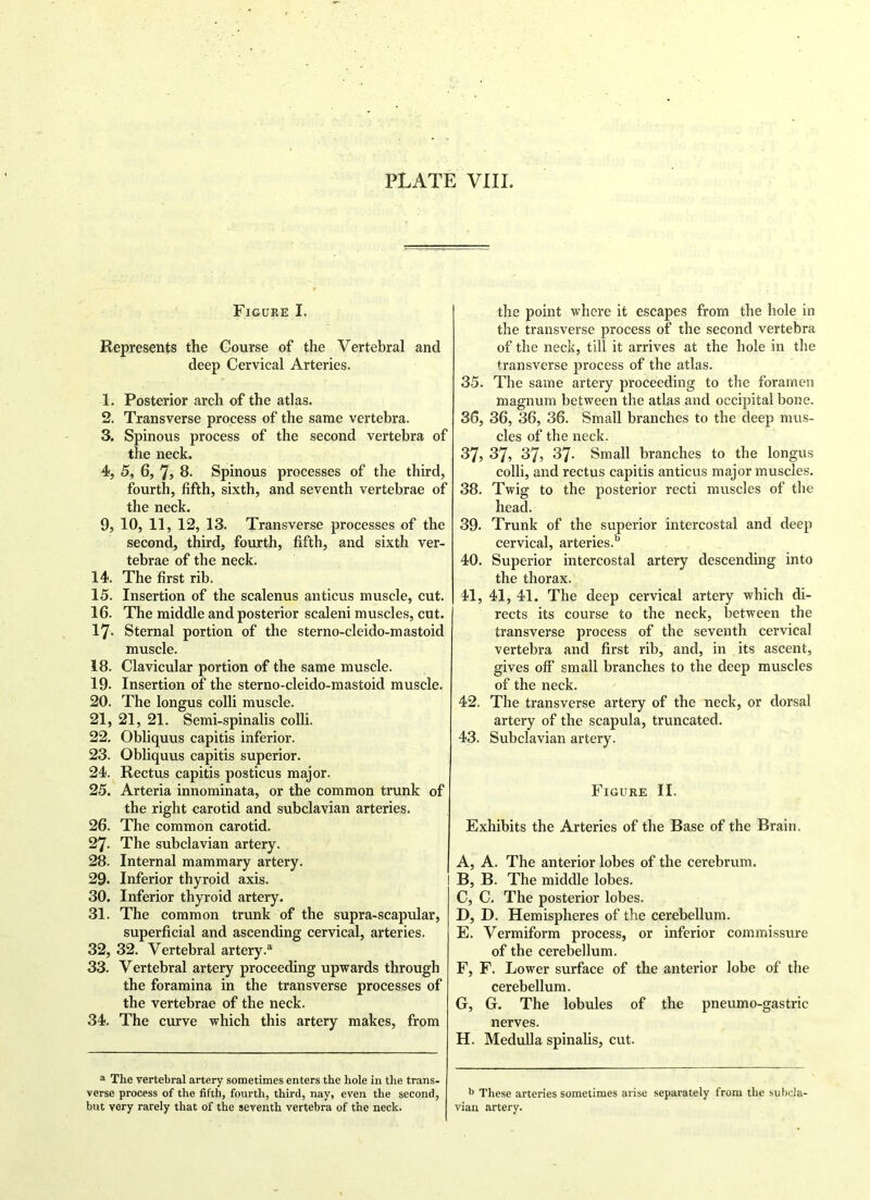 Figure I. Represents the Course of the Vertebral and deep Cervical Arteries. 1. Posterior arch of the atlas. 2. Transverse process of the same vertebra. 3. Spinous process of the second vertebra of the neck. 4. 5, 6, 7, 8. Spinous processes of the third, fourth, fifth, sixth, and seventh vertebrae of the neck. 9, 10, 11, 12, 13. Transverse processes of the second, third, fourth, fifth, and sixth ver- tebrae of the neck. 14. The first rib. 15. Insertion of the scalenus anticus muscle, cut. 16. The middle and posterior scaleni muscles, cut. 17- Sternal portion of the sterno-cleido-mastoid muscle. 18. Clavicular portion of the same muscle. 19. Insertion of the sterno-cleido-mastoid muscle. 20. The longus colli muscle. 21. 21, 21. Semi-spinalis colli. 22. Obliquus capitis inferior. 23. Obliquus capitis superior. 24. Rectus capitis posticus major. 25. Arteria innominata, or the common trunk of the right carotid and subclavian arteries. 26. The common carotid. 27. The subclavian artery. 28. Internal mammary artery. 29. Inferior thyroid axis. 30. Inferior thyroid artery. 31. The common trunk of the supra-scapular, superficial and ascending cervical, arteries. 32. 32. Vertebral artery.3 33. Vertebral artery proceeding upwards through the foramina in the transverse processes of the vertebrae of the neck. 34. The curve which this artery makes, from the point where it escapes from the hole in the transverse process of the second vertebra of the neck, till it arrives at the hole in the transverse process of the atlas. 35. The same artery proceeding to the foramen magnum between the atlas and occipital bone. 36, 36, 36, 36. Small branches to the deep mus- cles of the neck. 37, 37, 37, 37. Small branches to the longus colli, and rectus capitis anticus major muscles. 38. Twig to the posterior recti muscles of the head. 39- Trunk of the superior intercostal and deep cervical, arteries.b 40. Superior intercostal artery descending into the thorax. 41. 41, 41. The deep cervical artery which di- rects its course to the neck, between the transverse process of the seventh cervical vertebra and first rib, and, in its ascent, gives off small branches to the deep muscles of the neck. 42. The transverse artery of the neck, or dorsal artery of the scapula, truncated. 43. Subclavian artery. Figure II. Exhibits the Arteries of the Base of the Brain. A, A. The anterior lobes of the cerebrum. B, B. The middle lobes. C, C. The posterior lobes. D, D. Hemispheres of the cerebellum. E, Vermiform process, or inferior commissure of the cerebellum. F, F. Lower surface of the anterior lobe of the cerebellum. G, G. The lobules of the pneumo-gastric nerves. H, Medulla spinalis, cut. a The vertebral artery sometimes enters the hole in the trans- verse process of the fifth, fourth, third, nay, even the second, b These arteries sometimes arise separately from the subcla- but very rarely that of the seventh vertebra of the neck. vian artery.