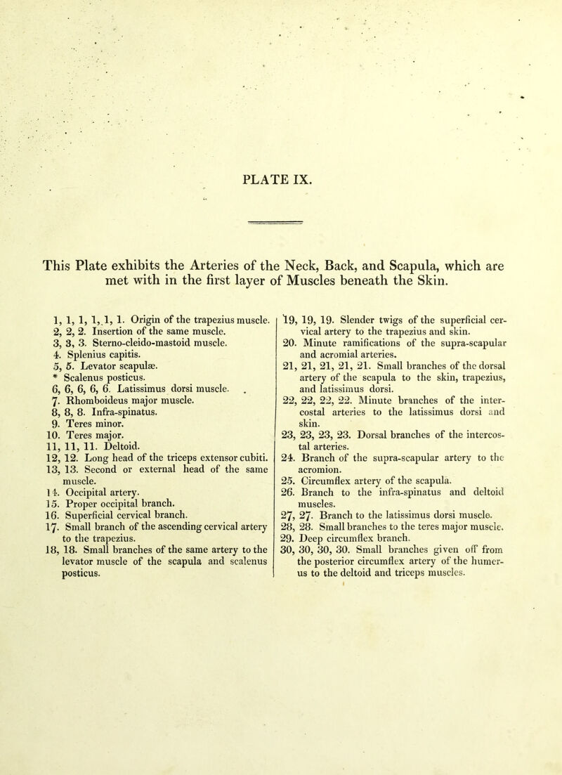 This Plate exhibits the Arteries of the Neck, Back, and Scapula, which are met with in the first layer of Muscles beneath the Skin. 1, 1, 1, 1,1, 1. Origin of the trapezius muscle. 2, 2, 2. Insertion of the same muscle. 3, 3, 3. Sterno-cleido-mastoid muscle. 4, Splenius capitis. 5, 5. Levator scapulae. * Scalenus posticus. 6, 6, 6, 6, 6. Latissimus dorsi muscle. 7- Rhomboideus major muscle. 8, 8, 8. Infra-spinatus. 9. Teres minor. 10, Teres major. 11, 11, 11. Deltoid. 12, 12. Long head of the triceps extensor cubiti. 13, 13. Second or external head of the same muscle. 14, Occipital artery. ] 5. Proper occipital branch. 16. Superficial cervical branch. 17. Small branch of the ascending cervical artery to the trapezius. 18. 18. Small branches of the same artery to the levator muscle of the scapula and scalenus posticus. 19, 19, 19- Slender twigs of the superficial cer- vical artery to the trapezius and skin. 20, Minute ramifications of the supra-scapular and acromial arteries. 21, 21, 21, 21, 21. Small branches of the dorsal artery of the scapula to the skin, trapezius, and latissimus dorsi. 22, 22, 22, 22. Minute branches of the inter- costal arteries to the latissimus dorsi and skin. 23, 23, 23, 23. Dorsal branches of the intercos- tal arteries. 24, Branch of the supra-scapular artery to the acromion. 2-5. Circumflex artery of the scapula. 26, Branch to the infra-spinatus and deltoid muscles. 27, 27. Branch to the latissimus dorsi muscle. 28, 28. Small branches to the teres major muscle. 29, Deep circumflex branch. 30, 30, 30, 30. Small branches given off from the posterior circumflex artery of the humer- us to the deltoid and triceps muscles.