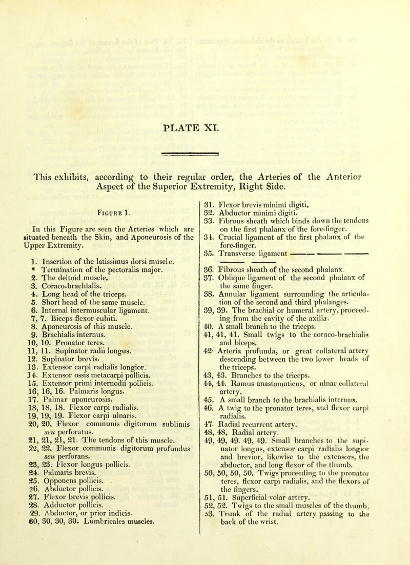 This exhibits, according to their regulai order, the Arteries of the Anterior Aspect of the Superior Extremity, Right Side. Figure 1. In this Figure are seen the Arteries which are situated beneath the Skin, and Aponeurosis of the Upper Extremit}'. 1. Insertion of the latissimus dorsi muscle. * Termination of the pectoralis major. 2. The deltoid muscle. 3. Coraco-brachialis. 4. Long head of the triceps. 5. Short head of the same muscle. 6. Internal intermuscular ligament. 7. 7. Biceps flexor cubiti. 8. Aponeurosis of this muscle. 9. Brachialis internus. 10. 10. Pronator teres. 11. 11. Supinator radii longus. 12. Supinator brevis. 13. Extensor carpi radialis longior. 14. Extensor ossis metacarpi pollicis. 15. Extensor primi internodii pollicis. 16. 16, 16. Palmaris longus. 17. Palmar aponeurosis. 18. 18, 18. Flexor carpi radialis. 19. 19, 19- Flexor carpi ulnaris. 20. 20. Flexor communis digitorum sublimis seu perfbratus. 21. 21, 21, 21. The tendons of this muscle. 22. 22. Flexor communis digitorum profundus seu perforans. 23. 23. Flexor longus pollicis. 24. Palmaris brevis. 25. Opponens pollicis. 26. Abductor pollicis. 27. Flexor brevis pollicis. 28. Adductor pollicis. 29- Abductor, or prior indicis. 60, 30, 30, 30. Lumbricale9 muscles. 31. Flexor brevis minimi digiti. 32. Abductor minimi digiti. 33. Fibrous sheath which binds down the tendons on the first phalanx of the fore-finger. 34. Crucial ligament of the first phalanx of the fore-fin o;er. O # 35. Transverse ligament -■ 36. Fibrous sheath of the second phalanx. 37. Oblique ligament of the second phalanx of the same finger. 38. Annular ligament surrounding the articula- tion of the second and third phalanges. 39. 39. The brachial or humeral artery, proceed- ing from the cavity of the axilla. 40. A small branch to the triceps. 41. 41, 41. Small twigs to the coraco-brachialis and biceps. 42- Arteria profunda, or great collateral artery descending between the two lower heads of the triceps. 43, 43. Branches to the triceps. 44, 44. Ramus anastomoticus, or ulnar collateral artery. 45. A small branch to the brachialis internus. 46. A twig to the pronator teres, and flexor carpi radialis. 47- Radial recurrent artery. 48, 48, Radial artery. 49, 49, 49. 49, 49. Small branches to the supi- nator longus, extensor carpi radialis longior and brevior, likewise to the extensors, the abductor, and long flexor of the thumb. 50, 50, 50, 50. Twigs proceeding to the pronator teres, flexor carpi radialis, and the flexors of the fingers. 51, 51. Superficial volar artery. 52, 52. Twigs to the small muscles of the thumb. 53, Trunk of the radial artery passing to the back of the wrist.