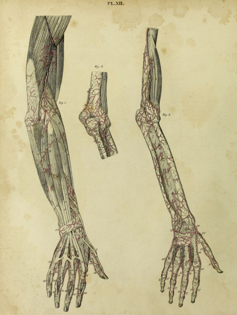 PL.XII.
