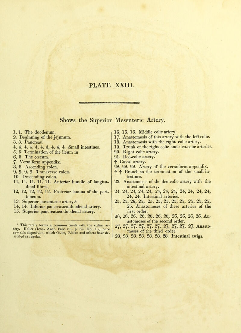 Shows the Superior I, 1. The duodenum. 2, Beginning of the jejunum. 3, 3. Pancreas. 4, 4, 4, 4, 4, 4, 4, 4, 4, 4. Small intestines. 5, 5. Termination of the ileum in 6, 6. The coecum. 7- Vermiform appendix. 8, 8. Ascending colon. 9, 9, 9, 9- Transverse colon. 10, Descending colon. II, 11, 11, 11, 11. Anterior bundle of longitu- dinal fibres, 12, 12, 12, 12, 12. Posterior lamina of the peri- toneum. 13. Superior mesenteric artery.a 14, 14. Inferior pancreatico-duodenal artery. 15. Superior pancreatico-duodenal artery. a This rarely forms a common trunk with the coeliac ar- tery. Haller (Icon. Anat. Fasc. viii. p. 35. No. 11.) once saw this disposition, which Galen, Riolan and others have de- scribed as regular. Mesenteric Artery. 16, 16, 16. Middle colic artery. 17- Anastomosis of this artery with the left colic. 18. Anastomosis with the right colic artery. 19- Trunk of the right colic and ileo-colic arteries. 20, Right colic artery. 21, Ileo-colic artery, j* Ccecal artery. 22, 22, 22. Artery of the vermiform appendix. -j- -f- Branch to the termination of the small in- testines. 23, Anastomosis of the ileo-colic artery with the intestinal artery. 24, 24, 24, 24, 24, 24, 24, 24, 24, 24, 24, 24, 24, 24. Intestinal arteries. 25, 25, 25, 25, 25, 25, 25, 25, 25, 25, 25, 25, 25. Anastomoses of these arteries of the first order. 26, 26, 26, 26, 26, 26, 26, 26, 26, 26, 26. An- astomoses of the second order. 27, 27, 27, 27, 27, 27, 27, 27, 27, 27. Anasto- moses of the third order. 28, 28, 28, 28, 28, 28, 28. Intestinal twigs.