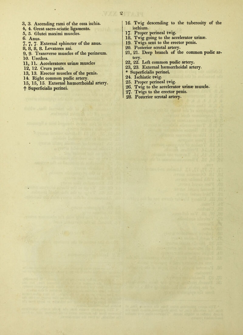 3, 3. Ascending rami of the ossa ischia. 4, 4. Great sacro-sciatic ligaments. 5, 5. Glutei maximi muscles. 6, Anus. 7, 7, 7- External sphincter of the anus. 8, 8, 8, 8. Levatores ani. 9, 9- Transverse muscles of the perineum. 10, Urethra. 11, 11. Acceleratores urinae muscles 12, 12. Crura penis. 13, 13. Erector muscles of the penis. 14, Right common pudic artery. 15, 15, 15. External haemorrhoidal artery. *J* Superficialis perinei. 16. Twig descending to the tuberosity of the ischium. 17- Proper perineal twig. 18. Twig going to the accelerator urinae. 19. Twigs sent to the erector penis. 20. Posterior scrotal artery. 21. 21. Deep branch of the common pudic ar- tery. 22. 22. Left common pudic artery. 23. 23. External haemorrhoidal artery. * Superficialis perinei. 24. Ischiatic twig. 25. Proper perineal twig. 26. Twig to the accelerator urinae muscle. 27- Twigs to the erector penis. 28. Posterior scrotal artery.