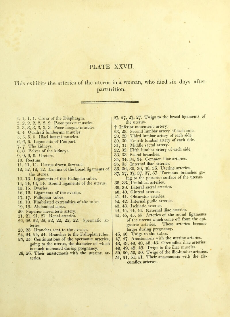 t PLATE XXVII. This exhibits the arteries of the uterus in a woman, who died six days atter parturition. 1, 1, 1, 1. Crura of the Diaphragm. 2, 2, 2, 2, 2, 2, 2. Psoae parvae muscles. 3, 3, 3, 3, 3, 3, 3. Psoae magnce muscles. 4, 4*. Quadrati lumborum muscles. 5, 5, 5, 5. Iliad interni muscles. 6, 6, 6. Ligaments of Poupart. 7, 7- The kidneys. 8, 8. Pelves of the kidneys. 9, 9, 9, 9. Ureters. 10, Rectum. 11, 11, 11. Uterus drawn forwards. 12, 12, 12, 12. Lamina of the broad ligaments of the uterus. 13, 13. Ligaments of the Fallopian tubes. 14, 14, 14, 14. Round ligaments of the uterus. 15, 15. Ovaries. 16, 16. Ligaments of the ovaries. 17, 17- Fallopian tubes. 18, 18. Fimbriated extremities of the tubes. 19, 19- Abdominal aorta. 20, Superior mesenteric artery. 21, 21, 21, 21. Renal arteries. 22, 22, 22, 22, 22, 22, 22, 22. Spermatic ar- teries. 23, 23. Branches sent to the ova-ies. 24, 24, 24, 24. Branches to the Fallopian tubes. 25, 25. Continuations of the spermatic arteries, soins to the uterus, the diameter of which is much increased during pregnancy. 26, 26. Their anastomosis with the uterine ar- teries. 27, 27, 27, 27. Twigs to the broad ligaments of the uterus. -f- Inferior mesenteric artery. 28, 28. Second lumbar artery of each side. 29, 29. Third lumbar artery of each side. 30, 30. Fourth lumbar artery of each side. 31, 31. Middle sacral artery. 32, 32. Fifth lumbar artery of each side. 33, 33. Sacral branches. 34, 34, 34, 34. Common iliac arteries. 35, 35. Internal iliac arteries. 36, 36, 36, 36, 36, 36. Uterine arteries. 37, 37, 37, 37, 37, 37. Tortuous branches go- ing to the posterior surface of the uterus. 38, 38..Umbilical arteries. 39, 39. Lateral sacral arteries. 40, 40. Gluteal arteries. 41, 41. Obturator arteries. 42, 42. Internal pudic arteries. 43, 43. Ischiatic arteries. 44, 44, 44, 44. External iliac arteries. 45, 45, 45, 45. Arteries of the round ligaments of the uterus which come off from the epi- gastric arteries. These arteries become larger during pregnancy. 46, 46. Twigs to the tubes. 47, 47. Anastomosis with the uterine arteries. 48, 48, 48, 48, 48, 48. Circumflex iliac arteries. 49, 49, 49, 49. Twigs to the iliac muscles. 50, ’ 50, 50, 50. Twigs of the ilio-lumbar arteries. 51, 51, 51, 51. Their anastomosis with the cir- cumflex arteries.