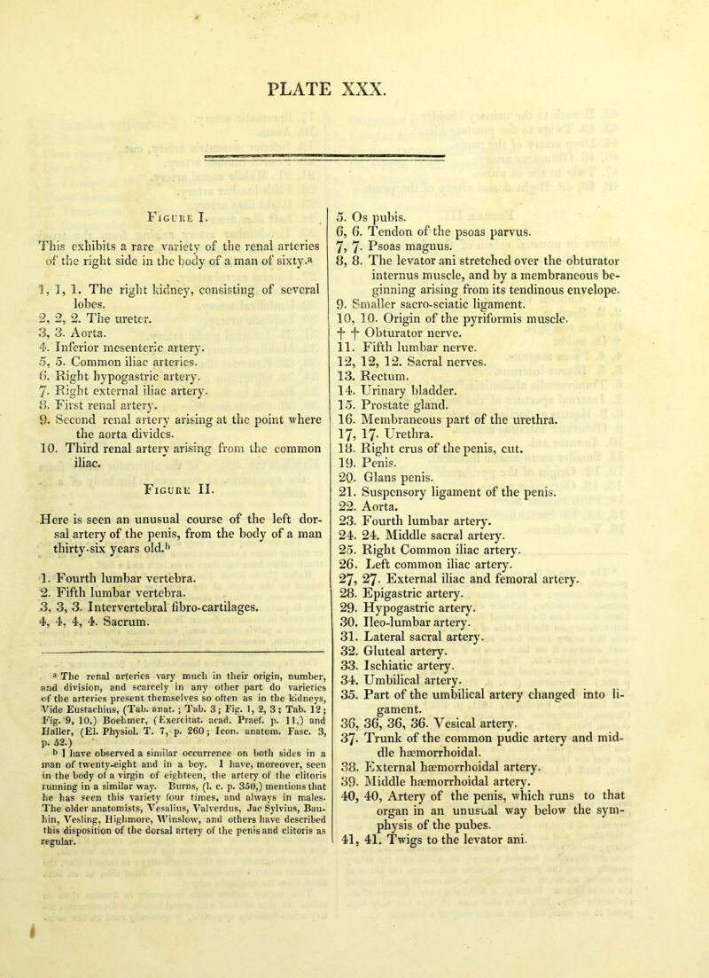 Figure I. This exhibits a rare variety of the renal arteries of the right side in the body of a man of sixty.» 1, 1, 1. The right kidney, consisting of several lobes. 2, 2, 2. The ureter. 3, 3. Aorta. 4, Inferior mesenteric artery. 5, 5. Common iliac arteries. 6, Right hypogastric artery. 7- Right external iliac artery. 8. First renal artery. 9. Second renal artery arising at the point where I the aorta divides. 10. Third renal arterv arising from Use common iliac. Figure II. Here is seen an unusual course of the left dor- sal artery of the penis, from the body of a man thirty-six years old.1 2 3 4' 1. Fourth lumbar vertebra. 2. Fifth lumbar vertebra. 3, 3, 3. Intervertebral fibro-cartilages. 4, 4, 4, 4. Sacrum. a The renal arteries vary much in their origin, number, and division, and scarcely in any other part do varieties of the arteries present themselves so often as in the kidneys, Vide Eustachius, (Tab. anat. ; Tab. 3; Fig. 1, 2, 3; Tab. 12; Fig. 9, 10,) Boehmer, (Exercitat. acad. Praef. p. 11,) and Ifaller, (El. Physiol. T. 7, p. 260; icon, anatom. Ease. 3, p. 52.) . b 1 have observed a similar occurrence on both sides in a man of twenty-eight and in a boy. I have, moreover, seen in the body of a virgin of eighteen, the artery of the clitoris running in a similar way. Burns, (1. c. p. 350,) mentions that he has seen this variety four times, and always in males. The older anatomists, Vesalius, Valverdus, Jac Sylvius, Bau- hin, Vesling, Highmore, Winslow, and others have described this disposition of the dorsal artery of the penis and clitoris as regular. 5, Os pubis. 6, 6. Tendon of the psoas parvus. 7, 7- Psoas maguus. 8, 8. The levator ani stretched over the obturator interims muscle, and by a membraneous be- ginning arising from its tendinous envelope. 9- Smaller sacro-sciatic ligament. 10. 10. Origin of the pyriformis muscle. *f* *|* Obturator nerve. 11. Fifth lumbar nerve. 12. 12, 12. Sacral nerves. 13. Rectum. 14. Urinary bladder. 15. Prostate gland. 16. Membraneous part of the urethra. 17. 17. Urethra. 18. Right crus of the penis, cut. 19. Penis. 20- Gians penis. 21. Suspensory ligament of the penis. 22. Aorta. 23. Fourth lumbar artery. 24. 24. Middle sacral artery. 25. Right Common iliac artery. 26. Left common iliac artery. 27. 27. External iliac and femoral artery. 28. Epigastric artery. 29. Hypogastric artery. 30. Ileo-lumbar artery. 31. Lateral sacral artery. 32. Gluteal artery. 33. Ischiatic artery. 34. Umbilical artery. 35. Part of the umbilical artery changed into li- gament. 36. 36, 36, 36. Vesical artery. 37. Trunk of the common pudic artery and mid- dle haemorrhoidal. 38. External haemorrhoidal artery. 39- Middle haemorrhoidal artery. 40, 40, Artery of the penis, which runs to that organ in an unusual way below the sym- physis of the pubes. 41, 41. Twigs to the levator ani.