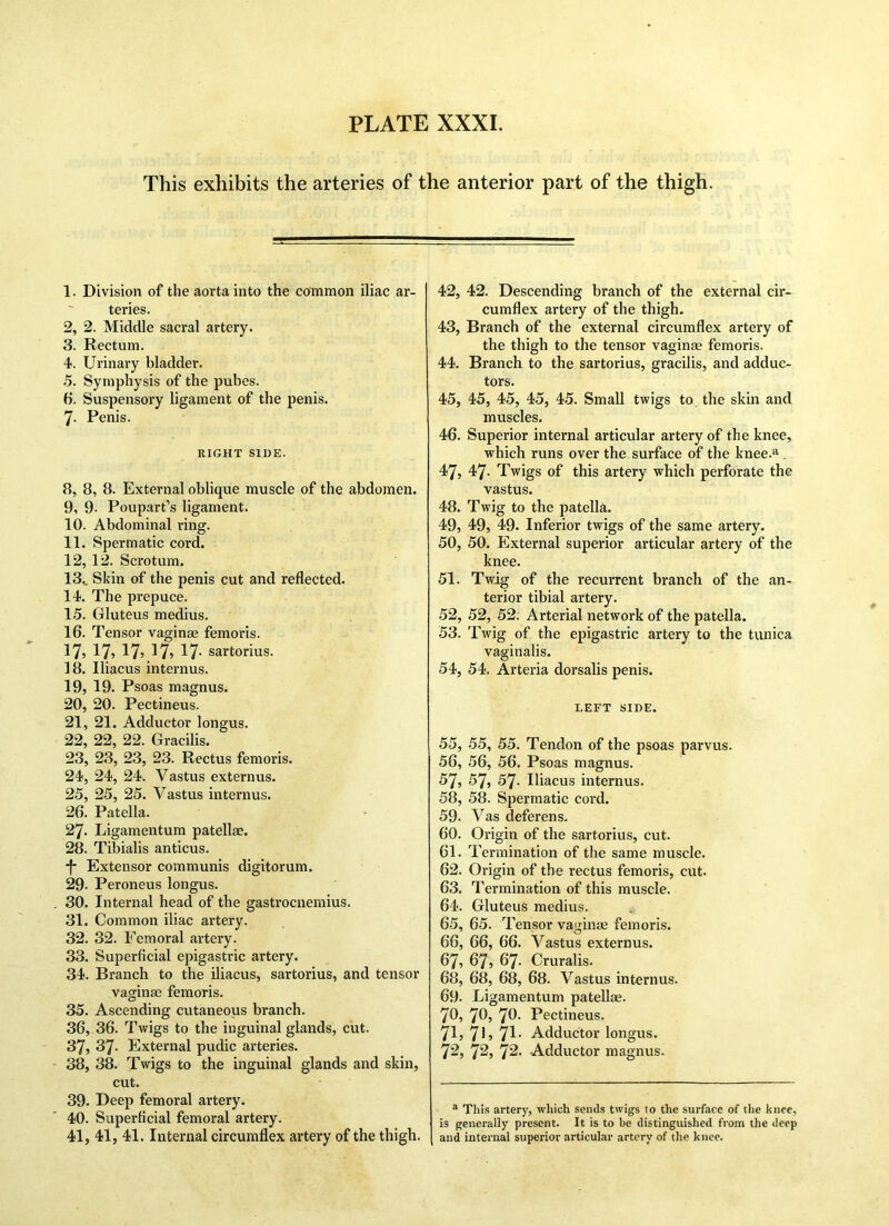 This exhibits the arteries of the anterior part of the thigh. 1. Division of the aorta into the common iliac ar- teries. 2. 2. Middle sacral artery. 3. Rectum. 4. Urinary bladder. 5. Symphysis of the pubes. 6. Suspensory ligament of the penis. 7- Penis. RIGHT SIDE. 8, 8, 8. External oblique muscle of the abdomen. 9, 9- Poupart’s ligament. 10, Abdominal ring. 11, Spermatic cord. 12, 12. Scrotum. 13.. Skin of the penis cut and reflected. 14, The prepuce. 15, Gluteus medius. 16, Tensor vaginae femoris. 17, 17, 17,17, 17- sartorius. 18, Uiacus interims. 19, 19. Psoas magnus. 20, 20. Pectineus. 21, 21. Adductor longus. 22, 22, 22. Gracilis. 23, 23, 23, 23. Rectus femoris. 24, 24, 24. Vastus externus. 25, 25, 25. Vastus interims. 26, Patella. 27, Ligamentum patellae. 28, Tibialis anticus. -f- Extensor communis digitorum. 29- Peroneus longus. 30. Internal head of the gastrocnemius. 31. Common iliac artery. 32. 32. Femoral artery. 33. Superficial epigastric artery. 34. Branch to the iliacus, sartorius, and tensor vaginae femoris. 35. Ascending cutaneous branch. 36. 36. Twigs to the inguinal glands, cut. 37. 37. External pudic arteries. 38. 38. Twigs to the inguinal glands and skin, cut. 39. Deep femoral artery. 40. Superficial femoral artery. 41. 41, 41. Internal circumflex artery of the thigh. 42, 42. Descending branch of the external cir- cumflex artery of the thigh. 43, Branch of the external circumflex artery of the thigh to the tensor vaginae femoris. 44, Branch to the sartorius, gracilis, and adduc- tors. 45, 45, 45, 45, 45. Small twigs to the skin and muscles. 46, Superior internal articular artery of the knee, which runs over the surface of the knee.a 47, 47. Twigs of this artery which perforate the vastus. 48, Twig to the patella. 49, 49, 49. Inferior twigs of the same artery. 50, 50. External superior articular artery of the knee. 51, Twig of the recurrent branch of the an- terior tibial artery. 52, 52, 52. Arterial network of the patella. 53, Twig of the epigastric artery to the tunica vaginalis. 54, 54. Arteria dorsalis penis. LEFT SIDE. 55, 55, 55. Tendon of the psoas parvus. 56, 56, 56. Psoas magnus. 57? 57, 57. Iliacus interims. 58. 58. Spermatic cord. 59. Vas deferens. 60. Origin of the sartorius, cut. 61. Termination of the same muscle. 62. Origin of the rectus femoris, cut. 63. Termination of this muscle. 64. Gluteus medius. 65. 65. Tensor vaginae femoris. 66. 66, 66. Vastus externus. 67? 67, 67- Cruralis. 68, 68, 68, 68. Vastus internus. 69, Ligamentum patellae. 70, 70, 70. Pectineus. 7157],71- Adductor longus. 72, 72, 72- Adductor magnus. a This artery, which sends twigs to the surface of the knee, is generally present. It is to be distinguished from the deep and internal superior articular artery of the knee.