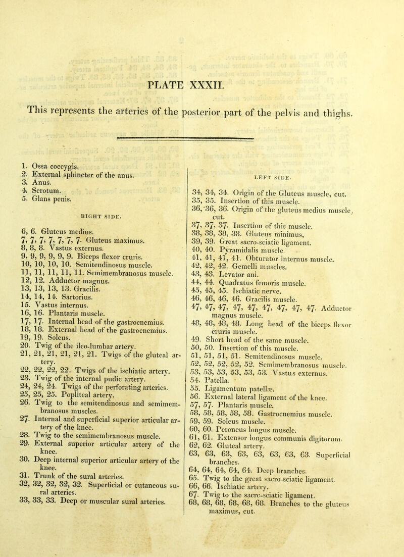 This represents the arteries of the posterior part of the pelvis and thighs. 1. Ossa coccygis- 2. External sphincter of the anus. 3. Anus. 4. Scrotum. 5. Gians penis. ItlGHT SIDE. 6. 6. Gluteus medius. 7? 7> 7? 7? 7j 7? 7- Gluteus maximus. 8, 8, 8. Vastus externus. 9, 9, 9, 9, 9, 9. Biceps flexor cruris. 10, 10, 10, 10. Semitendinosus muscle. 1.1, Hj 11? 11? 11. Semimembranosus muscle. 12, 12. Adductor magnus. 13, 13, 13, 13. Gracilis. 14, 14, 14. Sartorius. 15, Vastus internus. 16, 16. Plantaris muscle. 17» 17- Internal head of the gastrocnemius. 18, 18. External head of the gastrocnemius. 19, 19. Soleus. 20. Twig of the ileo-lumbar artery. 21, 21, 21, 21, 21, 21. Twigs of the gluteal ar- tery. 22, 22, 22, 22. Twigs of the ischiatic artery. 23. Twig of the internal pudic artery. 24, 24, 24. Twigs of the perforating arteries. 25, 25, 25. Popliteal artery. 26. Twig to the semitendinosus and semimem- branosus muscles. 27. Internal and superficial superior articular ar- tery of the knee. 28. Twig to the semimembranosus muscle. 29. External superior articular artery of the knee. 30. Deep internal superior articular artery of the knee. 31. Trunk of the sural arteries. 32, 32, 32, 32, 32. Superficial or cutaneous su- ral arteries. 33, 33, 33. Deep or muscular sural arteries. LEFT SIDE. 34, 34, 34. Origin of the Gluteus muscle, cut. 35, 35. Insertion of this muscle. 36, '36, 36. Origin of the gluteus medius muscle, cut. 37, 37, 37. Insertion of this muscle. 38, 38, 38, 38. Gluteus minimus, 39, 39- Great sacro-sciatic ligament. 40, 40. Pyramidalis muscle. 41, 41, 41, 41. Obturator internus muscle. 42, 42, 42. Gemelli muscles. 43, 43. Levator ani. 44, 44. Quadratus femoris muscle. 45, 45, 45. Ischiatic nerve. 46, 46, 46, 46. Gracilis muscle. 47, 47, 47, 47, 47, 47, 47, 47. Adductor magnus muscle. 48, 48, 48, 48. Long head of the biceps flexor cruris muscle. 49, Short head of the same muscle. 50, 50. Insertion of this muscle. 51, 51, 51, 51. Semitendinosus muscle. 52, 52, 52, 52, 52. Semimembranosus muscle. 53, 53, 53, 53, 53, 53. Vastus externus. 54, Patella. 55, Ligamentum patellae. 56, External lateral ligament of the knee. 57, 57- Plantaris muscle. 58, 58, 58, 58, 58. Gastrocnemius muscle. 59, 59. Soleus muscle. 60, 60. Peroneus longus muscle. 61, 61. Extensor longus communis digitorum 62, 62. Gluteal artery. 63, 63, 63, 63, 63, 63, 63, 63. Superficial branches. 64, 64, 64, 64, 64. Deep branches. 65, Twig to the great sacro-sciatic ligament. 66, 66. Ischiatic artery. 67, Twig to the sacrc-sciatic ligament. 68, 68, 68, 68, 68, 68. Branches to the gluteus maximus, cut.