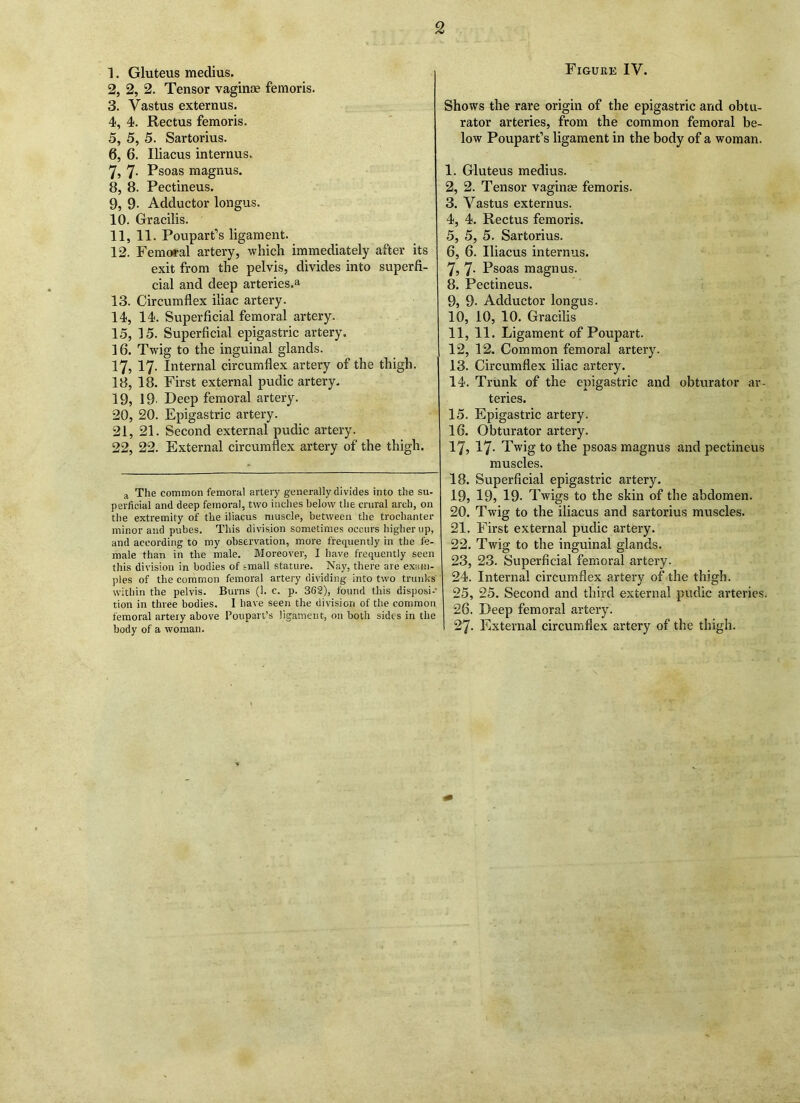 2 1, Gluteus medius. 2, 2, 2. Tensor vaginae femoris. 3, Vastus externus. 4, 4. Rectus femoris. 5, 5, 5. Sartorius. 6, 6. Iliacus internus. 7, 7* Psoas magnus. 8, 8. Pectineus. 9, 9- Adductor longus. 10, Gracilis. 11, 11. Poupart’s ligament. 12, Femoral artery, which immediately after its exit from the pelvis, divides into superfi- cial and deep arteries.® 13, Circumflex iliac artery. 14, 14. Superficial femoral artery. 15, 15. Superficial epigastric artery. 1 6. Twig to the inguinal glands. 17, 17- Internal circumflex artery of the thigh. 18, 18. First external pudic artery. 19, 19 Deep femoral artery. 20, 20. Epigastric artery. 21, 21. Second external pudic artery. 22, 22. External circumflex artery of the thigh. a The common femoral artery generally divides into the su- perficial and deep femoral, two inches below the crural arch, on the extremity of the iliacus muscle, between the trochanter minor and pubes. This division sometimes occurs higher up, and according to my observation, more frequently in the fe- male than in the male. Moreover, I have frequently seen this division in bodies of --mall stature. Nay, there are exam- ples of the common femoral artery dividing into two trunks' within the pelvis. Burns (1. c. p. 362), found this disposi-' tion in three bodies. I have seen the division of the common femoral artery above Poupart’s ligament, on both sides in the body of a woman. Figure IV. Shows the rare origin of the epigastric and obtu- rator arteries, from the common femoral be- low Poupart’s ligament in the body of a woman. 1. Gluteus medius. 2. 2. Tensor vaginae femoris. 3. Vastus externus. 4. 4. Rectus femoris. 5. 5, 5. Sartorius. 6. 6. Iliacus internus. 7. 7- Psoas magnus. 8. Pectineus. 9. 9- Adductor longus. 10. 10, 10. Gracilis 11. 11. Ligament of Poupart. 12. 12. Common femoral artery. 13. Circumflex iliac artery. 14. Trunk of the epigastric and obturator ar- teries. 15. Epigastric artery. 16. Obturator artery. 17. 17- Twig to the psoas magnus and pectineus muscles. 18. Superficial epigastric artery. 19. 19, 19. Twigs to the skin of the abdomen. 20. Twig to the iliacus and sartorius muscles. 21. First external pudic artery. 22. Twig to the inguinal glands. 23. 23. Superficial femoral artery. 24. Internal circumflex artery of the thigh. 25. 25. Second and third external pudic arteries. 26. Deep femoral artery. 27. External circumflex artery of the thigh.