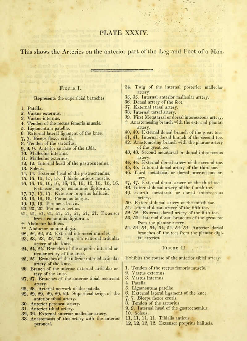 This shows the Arteries on the anterior part of the Leg and Foot of a Man. Figure I. Represents the superficial branches. 1. Patella. 2. Vastus externus. 3. Vastus internus. 4. Tendon of the rectus femoris muscle. 5. Ligamentum patellae. 6. External lateral ligament of the knee. 7. 7- Biceps flexor cruris. 8. Tendon of the sartorius. 9. 9, 9. Anterior surface of the tibia. 10. Malleolus internus. 11. Malleolus externus. 12. 12. Internal head of the gastrocnemius. 13. Soleus. 14. 14. External head of the gastrocnemius. 15. 15, 15, 15, 15. Tibialis anticus muscle. 16. 16, 16, 16, 16, 16, 16, 16, 16, 16, 16, 16. Extensor longus communis digitorum. 17,17,17,17- Extensor proprius hallucis. 18, 18, 18, 18. Peroneus longus. 19, 19, 19- Peroneus brevis. 20, 20, 20. Peroneus tertius. 21, 21, 21,21, 21, 21, 21, 21, 21. Extensor brevis communis digitorum. -j- Abductor hallucis. ** Abductor minimi digiti. 22, 22, 22, 22. External interossei muscles. 23, 23, 23, 23, 23. Superior external articular artery of the knee. 24, 24, 24. Branches of the superior internal ar- ticular artery of the knee. 25, 25. Branches of the inferior internal articular artery of the knee. 26, Branch of the inferior external articular ar- tery of the knee. 27, 27. Branches of the anterior tibial recurrent artery. 28, 28. Arterial network of the patella. 29, 29, 29, 29, 29, 29. Superficial twigs of the anterior tibial artery. 30, Anterior peroneal artery. 31, Anterior tibial artery. 32, 32. External anterior malleolar artery. 33, Anastomosis of this artery with the anterior peroneal. 34. Twig of the internal posterior malleolar artery. 35. 35. Internal anterior malleolar artery. 36. Dorsal artery of the foot. 37. External tarsal artery. 38. Internal tarsal artery. 39. First Metatarsal or dorsal interosseous artery, j- Anastomosing branch with the external plantar artery. 40. 40. External dorsal branch of the great toe. 41. 41. Internal dorsal branch of the second toe. 42. Anastomosing branch with the plantar artery of the great toe. 43. 43. Second metatarsal or dorsal interosseous artery. 44. 44. External dorsal artery of the second toe. 45. 45. Internal dorsal artery of the third toe. 46. Third metatarsal or dorsal interosseous ar- tery. 47. 47. External dorsal artery of the third toe. 48. Internal dorsal artery of the fourth toe. 49. Fourth metatarsal or dorsal interosseous artery. 50. External dorsal artery of the fourth toe. 51. Internal dorsal artery of the fifth toe. 52. 52. External dorsal artery of the fifth toe. 53. 53. Internal dorsal branches of the great toe from the plantar artery. 54. 54, 54, 54, 54, 54, 54, 54. Anterior dorsal branches of the toes from the plantar digi- tal arteries. Figure II. Exhibits the course of the anterior tibial artery. 1. Tendon of the rectus femoris muscle. 2. Vastus externus. 3. Vastus internus. 4. Patella. 5. Ligamentum patellae. 6. External lateral ligament of the knee. 7. 7- Biceps flexor cruris. 8. Tendon of the sartorius. 9. 9. Internal head of the gastrocnemius. 10. Soleus. 11. 11, 11, 11. Tibialis anticus. 12. 12, 12, 12. Extensor proprius hallucis.