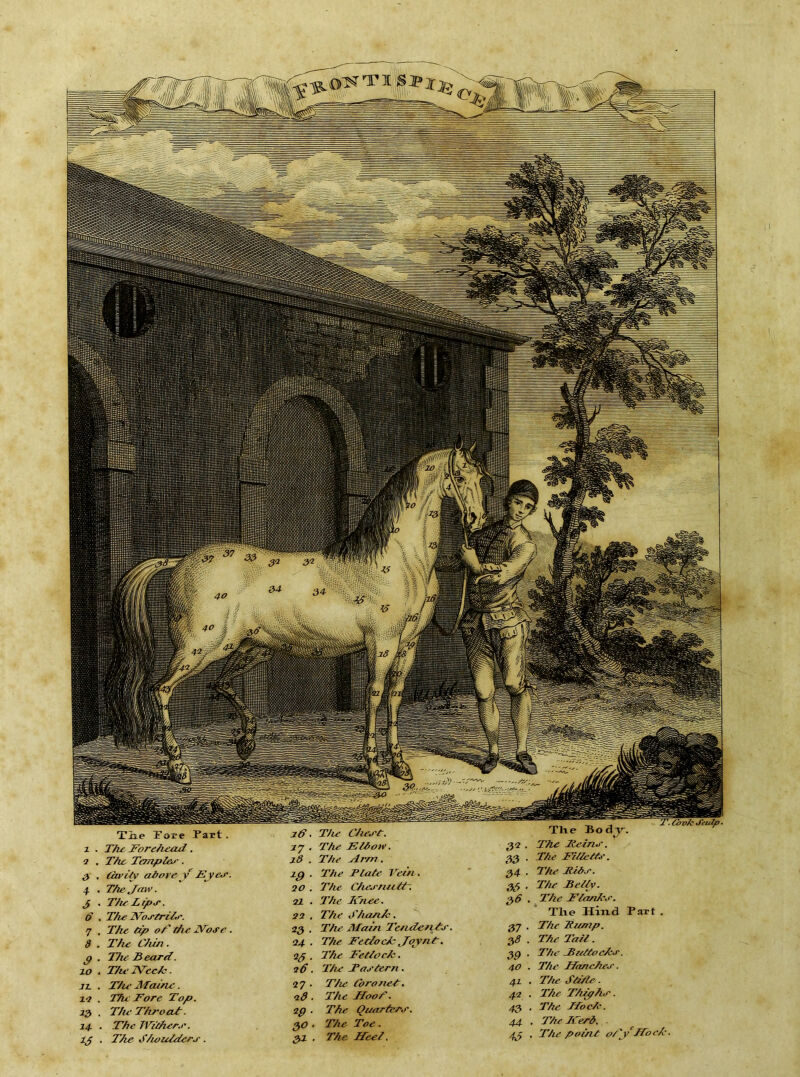 33 . The Fihlc/tt'. 34 . Tfu’ Hiho'. 33 . T/ie Beh/v. 3^ . The FhaetA'^e. Tlie Hixid Part . 37 . The Tiemp. 2,8 . The Tail. . The JBultoc/eJ’. 4.0 . The Ifanchee'. 41 . The Sli/te. 42 . The T/u^h^. 43 . The JToc/e. 44 . The JCerd. . 43 . The point ol'y TToeh. a . The TempZee'. 3 , tarity ahoi’cV Eye.e. 4 . The Jaw. 3 . The Lipj. 6 , The yoJ’trihe. 7 . The tip oT the Those . 8 . The Chin. 3 . The B card. xo . T/w ZVcc/e. Ji . T/u‘Maine. xo . The Fore Top. 33 . Tiu T/voaT. 14. . The Widiers. 43 . The d/ioutders . 18 . The Arm. IQ . The Plate Tcin. 00 . The Chej'fuctT. 71 . The ICnee. 72 . The d’/uznh. 23 . The Afain Tettdenlrs. 04 , The FePlocic Jojnt, 23 . The Fetloek. 26. The Pastern . 27 . The Coroxietr. 28 ■ The JfooT. 2g ■ The Quarters. 2.0 . The Toe . 2.1 . T/b0 Ifeei.