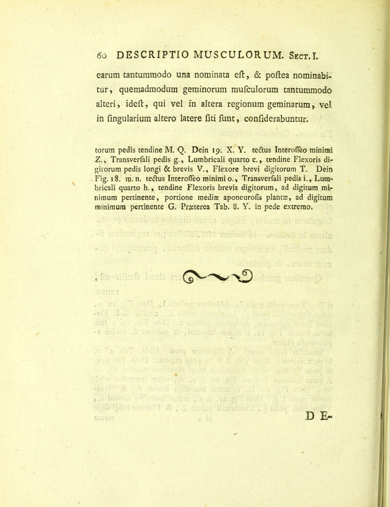 earum tantummodo una nominata eft, & poftea nominabi- tur, quemadmodum geminorum mufculorum tantummodo alteri, ideft, qui vel in altera regionum geminarum, vel in lingularium altero latere fiti funt, confiderabuntur. / torum pedis tendine M. Q. Dein 19. X. Y. te&us Interofleo minimi Z., Transverfali pedis g., Lumbricali quarto c., tendine Flexoris di- gitorum pedis longi & brevis V., Flexore brevi digitorum T. Dein Fig. 18. m. n. tedhis Interofleo minimi o., Transverfali pedis i.. Lum- bricali quarto h., tendine Flexoris brevis digitorum, ad digitum mi- nimum pertinente, portione mediae aponeurofls plantae, ad digitum minimum pertinente G. Praeterea Tab. 8. Y. in pede extremo.