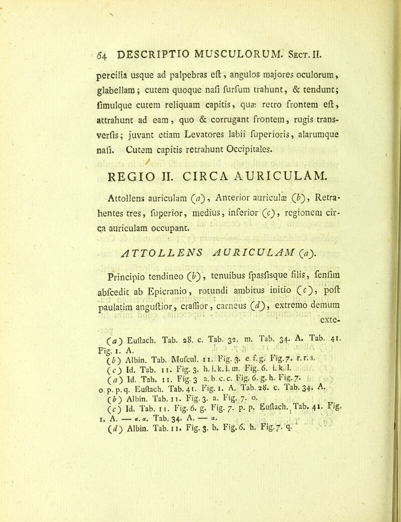 percilia usque ad palpebras efl:, angulos majores oculorum» glabellam; cutem quoque nafi furfum trahunt, & tendunt; fimulque cutem reliquam capitis, quae retro frontem efl, attrahunt ad eam, quo & corrugant frontem, rugis trans- verfis; juvant etiam Levatores labii fuperioris, alarumque nafi. Cutem capitis retrahunt Occipitales. / REGIO II. CIRCA AURICULAM. Attollens auriculam (V), Anterior auriculte Qb'), Retra- hentes tres, fuperior, medius, inferior (Y), regionem cir- qa auriculam occupant. ATTOLLENS AURICULAM (Y). Principio tendineo (b), tenuibus fpasfisque filis, fenfirn abfcedit ab Epicranio, rotundi ambitus initio (c), poft ' • ' • paulatim angufiior, craffior, carneus (d), extremo demum exte- (a) Eultach. Tab. 28. c. Tab. 32. m. Tab. 34. A. Tab. 41. Fig. 1. A. <• (£) Albin. Tab. Mufcul. 11. Fig. 3. e.f.g. Fig.7. r.r.s. (c) Id. Tab. II. Fig. 3. h.i.k.l.m. Fig. 6. i.k.l. (>) Id. Tab. 11. Fig. 3 a. b. c. c. Fig. 6. g. h. Fig. 7. 0. p. p.q. Euftach. Tab. 41. Fig. 1. A. Tab. 28. c. lab. 34. A. (£) Albin. Tab. 11. Fig. 3. a. Fig. 7. o. (c) Id. Tab. 11. Fig. 6. g. Fig. 7. p. p. Euftach.jTab. 41. Fig. 1. A. — a. a. Tab. 34. A. — a. (Y) Albin. Tab. 11. Fig. 3. b. Fig. 6. h. Fig.7-4