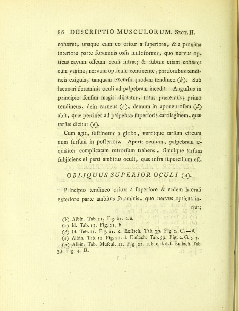 cohaeret, unaque cura eo oritur a fuperiore, & a proxima interiore parte foraminis osfis multiformis, quo nervus op- ticus cavum offeum oculi intrat; & fubtus etiam cohaeret cum vagina, nervum opticum continente,portionibus tendi- neis exiguis, tanquam excurfu quodam tendineo ('b). Sub lacunari foraminis oculi ad palpebram incedit. Anguftus in principio fenfim magis dilatatur, totus praetenuis; primo tendineus, dein carneus (c), demum in aponeurofem Qd\) abit, quae pertinet ad palpebrae fliperioris cartilaginem, quae tarfus dicitur (V). Cum agit, fuftinetur a globo, vertitque tarfum circum eum furfum in pofteriora. Aperit oculum, palpebram ae- qualiter complicatam retrorfum trahens , fimulque tarfum fubjiciens ei parti ambitus oculi, quae infra fupercilium ell. OBLIQUUS SUPERIOR OCULI (a). m Principio tendineo oritur a fuperiore & eadem laterali exteriore parte ambitus foraminis, quo nervus opticus in- T trat; ■  . ■; ' ii \ ) (&) Albin. Tab. ii. Fig. 21. a.a. O) U. Tab. ii. Fig. 21. b. (d) Id. Tab. 11. Fig. 21. c. Euflach. Tab. 39. Fig. 2. C. — 0. (e') Albin. Tab. 11. Fig. 21. d. Euflach. Tab. 39. Fig. a. G. y. y. (a) Albin. Tab. Mufcul. 11. Fig. 22. a. b. c. d. e. f. Euflach. Tab. 39. Fig. 4. D.