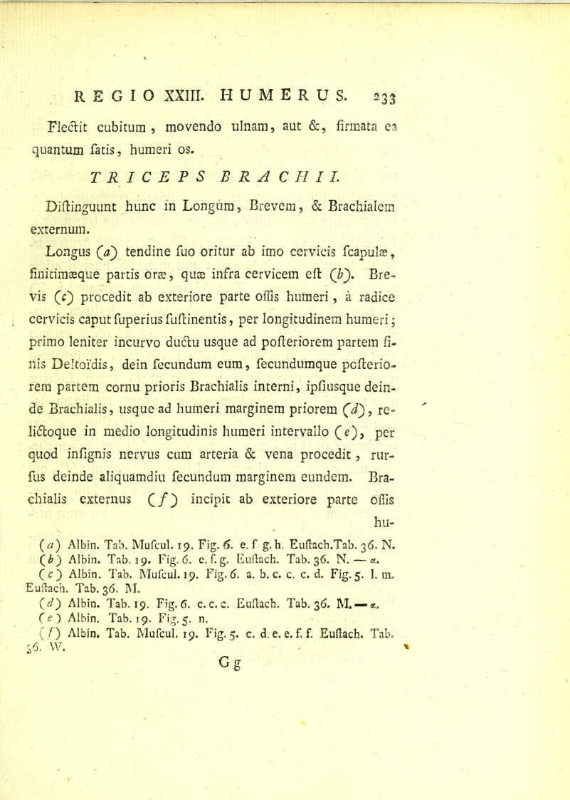 Flectit cubitum , movendo ulnam, aut &, firmata ea quantum fatis, humeri os. TRICEPS BRACHII. Biftinguunt hunc in Longum, Brevem, & Brachialem externum. Longus (V) tendine fuo oritur ab imo cervicis fcapulas, finitimasque partis crre, quae infra cervicem eft (L). Bre- vis (V) procedit ab exteriore parte offis humeri, a radice cervicis caput fuperius fuftinentis, per longitudinem humeri; primo leniter incurvo ductu usque ad pofteriorem partem fi- nis Beltoidis, dein fecundum eum, fecundumque pcfterio- rem partem cornu prioris Brachialis interni, ipfiusque dein- de Brachialis, usque ad humeri marginem priorem (W), re- lidtoque in medio longitudinis humeri intervallo (e), per quod infignis nervus cum arteria & vena procedit, rur- fus deinde aliquamdiu fecundum marginem eundem. Bra- chialis externus C/} incipit ab exteriore parte offis hu- (a') Albin. Tab. Mufcul. 19. Fig. 6. e. f g. b. Euftach.Tab. 36. N. (b) Albin. Tab. 19. Fig. 6. e. f. g. Euftach. Tab. 36. N. — a. CO Albin. Tab. Mufcul. 19. Fig. <5. a. b. c. c. c. d. Fig. 5. 1. m. Euftach. Tab. 36. INI. (^) Albin. Tab. 19. Fig. 6. c. c. c. Euftach. Tab. 36. M, — CO Albin. Tab. 19. Fig. 5. n. (/) Albin. Tab. Mufcul. 19. Fig. 5. c. d. e. e. f. f. Euftach. Tab. 36. W.