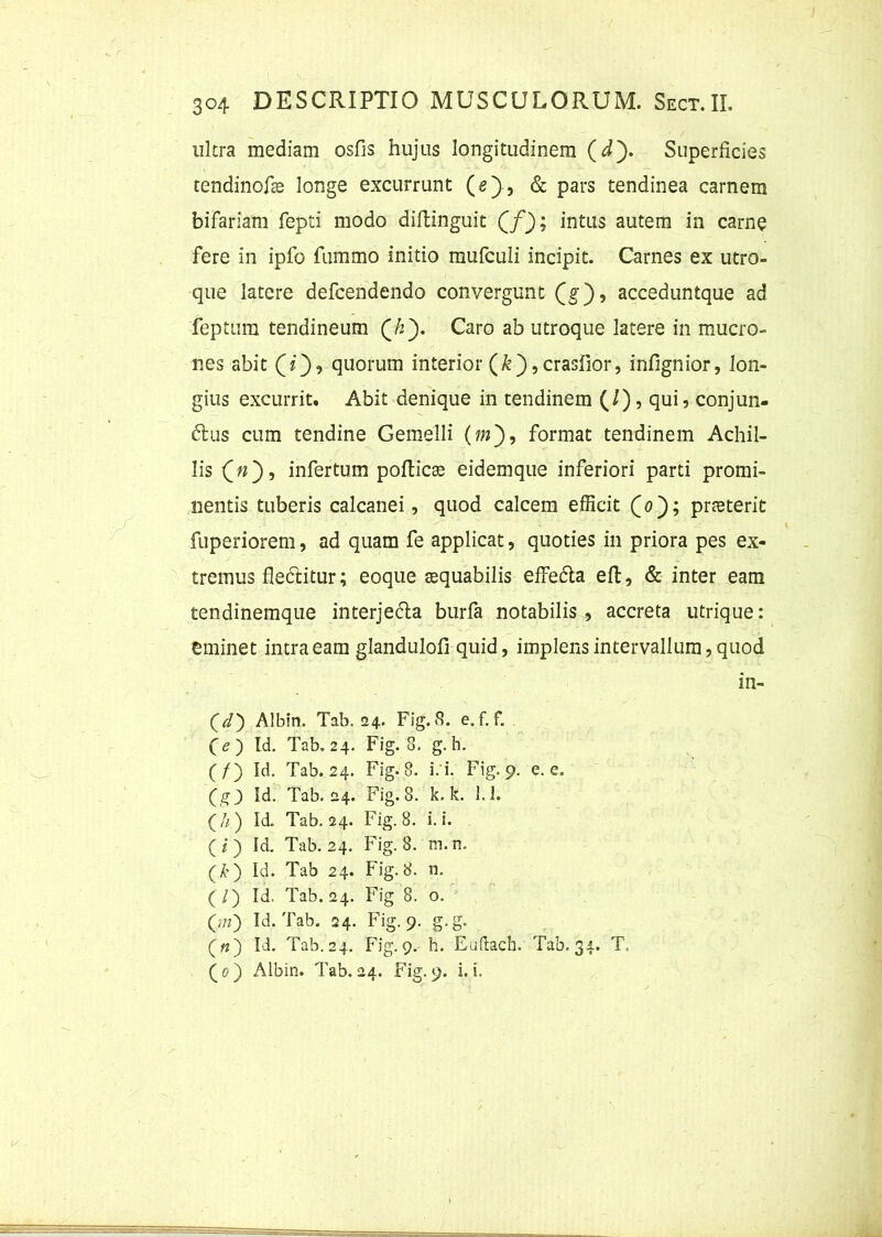 ultra mediam osfis hujus longitudinem (J). Superficies tendinofse longe excurrunt (0), & pars tendinea carnem bifariam fepti modo diftinguit QQ; intus autem in carne fere in ipfo fummo initio mufculi incipit. Carnes ex utro- que latere defcendendo convergunt (g), acceduntque ad feptum tendineum (/2). Caro ab utroque latere in mucro- nes abit (z), quorum interior (&),crasfior, infignior, lon- gius excurrit. Abit denique in tendinem (/), qui, conjun- 61 us cum tendine Gemelli (m')9 format tendinem Achil- lis 00’ infertum pofticae eidemque inferiori parti promi- nentis tuberis calcanei, quod calcem efficit (0); praeterit fuperiorem, ad quam fe applicat, quoties in priora pes ex- tremus fledtitur; eoque aequabilis effedla eft, & inter eam tendinemque interjecta burfa notabilis , accreta utrique: eminet intra eam glandulofi quid, implens intervallum, quod in- Qd') Albin. Tab. 24. Fig.S. e.f. f. (e ) Id. Tab, 24. Fig. 8. g. h. (/) Id. Tab. 24. Fig.S. i. i. Fig. 9. e. e, (g3 Id. Tab. 24. Fig.S. k. k. 1.1. (//) Id. Tab. 24. Fig. 8. i. i. (j) Id. Tab. 24. Fig.S. m.n. (£) Id. Tab 24. Fig.S. n. ( /) Id. Tab. 24. Fig 8. o. 0«) Id*Tab* 24- Fig. 9. g.g. («) Id. Tab. 24. Fig. 9. h. Euftach. Tab. 34. T. ( 0 ) Albin. Tab. 24. Fig. 9. i. i.