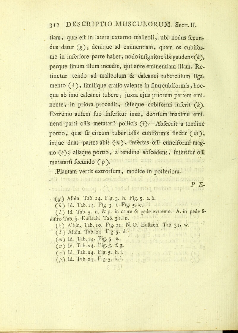 tiam, quge efb in latere externo malleoli, ubi nodus fecun- dus datur (g), denique ad eminentiam, quam os cubifor- me in inferiore parte habet, nodo infigniore ibi gaudens (7T), perque finum illum incedit, qui ante eminentiam illam. Re- tinetur tendo ad malleolum & calcanei tuberculum liga- mento (z), fimilique craflo valente in finucubiformis,hoc- que ab imo calcanei tubere, juxta ejus priorem partem emi- nente, in priora procedit, fefeque cubiformi inferit (T). Extremo autem fuo inferitur imas, deorfum maxime emi- nenti parti offis metatarfi pollicis (7). Abfeedit a tendine portio, quas fe circum tuber offis cubiformis fledlit Qm'), inque duas partes abit («) , infertas offi cuneiformi1 mag- no (0); aliaque portio, a tendine abfcedens, inferitur offi metatarfi fecundo ( p ). .Plantam vertit extrorfum, modice in polteriora. : 'r. v:. j' £' .i'. ■ j .. 'i' v..l P E- • • - - • • c * 'ii :-UY. r,'T I r ' -r • '::Jr (g) Albin. Tab. 24. Fig. 3. h. Fig. 5. a. b. O) Id. Tab. 24. Fig. 3. i-Fig. 5. c-. ( i) Id. Tab. 5. n. & p. in crure & pede extremo. A. in pede fi- niilro Tab.p. Euftach. Tab. 31. u. (_/e) Albin. Tab. 10. Fig. 21, N. O. Euftach. Tab. 31. w. (/) Albin. Tab.24. Fig.5. d. («0 Id. Tab. 24. Fig. 5. e. c») Id. Tab. 24. Fig. 5. f. g. (O Id. Tab. 24. Fig. 5. h. i. (p) Id. Tab. 24. Fig. 5. k.l.