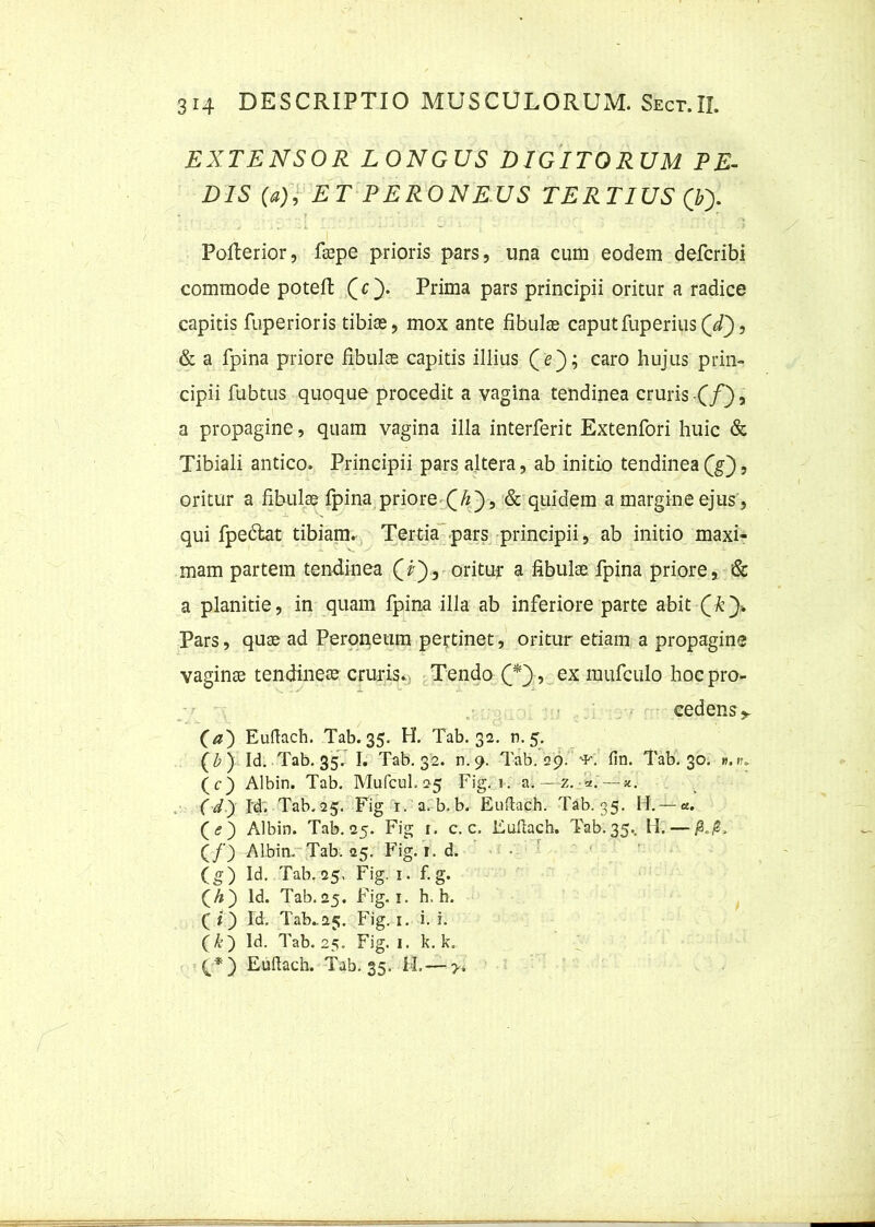 EXTENSOR LONGUS DIGITORUM PE- DIS (a), ET PERONEUS TERTIUS (V). Pofterior, faepe prioris pars, una cum eodem defcribi commode poteft (c}. Prima pars principii oritur a radice capitis fuperioris tibias, mox ante fibulas caputfuperius(i), & a fpina priore fibulas capitis illius (e); caro hujus prin- cipii fubtus quoque procedit a vagina tendinea cruris (/), a propagine, quam vagina illa interferit Extenfori huic & Tibiali antico. Principii pars altera, ab initio tendinea (g), oritur a fibulae fpina priore Qh')i & quidem a margine ejus , qui fpedlat tibiam. Tertia pars principii, ab initio maxi- mam partem tendinea fi), oritur a fibulas fpina priore, & a planitie, in quam fpina illa ab inferiore parte abit Pars, quae ad Peroneum pertinet, oritur etiam a propagine vaginae tendineas cruris. Tendo (*) , ex mufculo hoc pro- cedens^ (a0 Euftach. Tab. 35. H. Tab. 32. n. 5. (£) Id. Tab. 35. I. Tab. 32. n.9. Tab. 29. ' ■'P'. fin. Tab. 30. n.r* (c) Albin. Tab. Mufcul. 25 Fig. 1. a.—z. k. (d) Id. Tab.25. Fig 1. a. b.b. Euftach. Tab. 35. H, — a. (<?) Albin. Tab.25. Fig r. c. c. Euftach. Tab.35.. II. — jM. (/) Albin. Tab. 25. Fig. r. d. (g) Id. Tab.25. Fig. 1. f. g. (/?) Id. Tab.25. Fig. 1. h. h. (; i) Id. Tab.25. Fig. 1. i. i. (&) Id. Tab.25. Fig. 1. k. k. (-*) Euftach. Tab. 35. FI.— >.