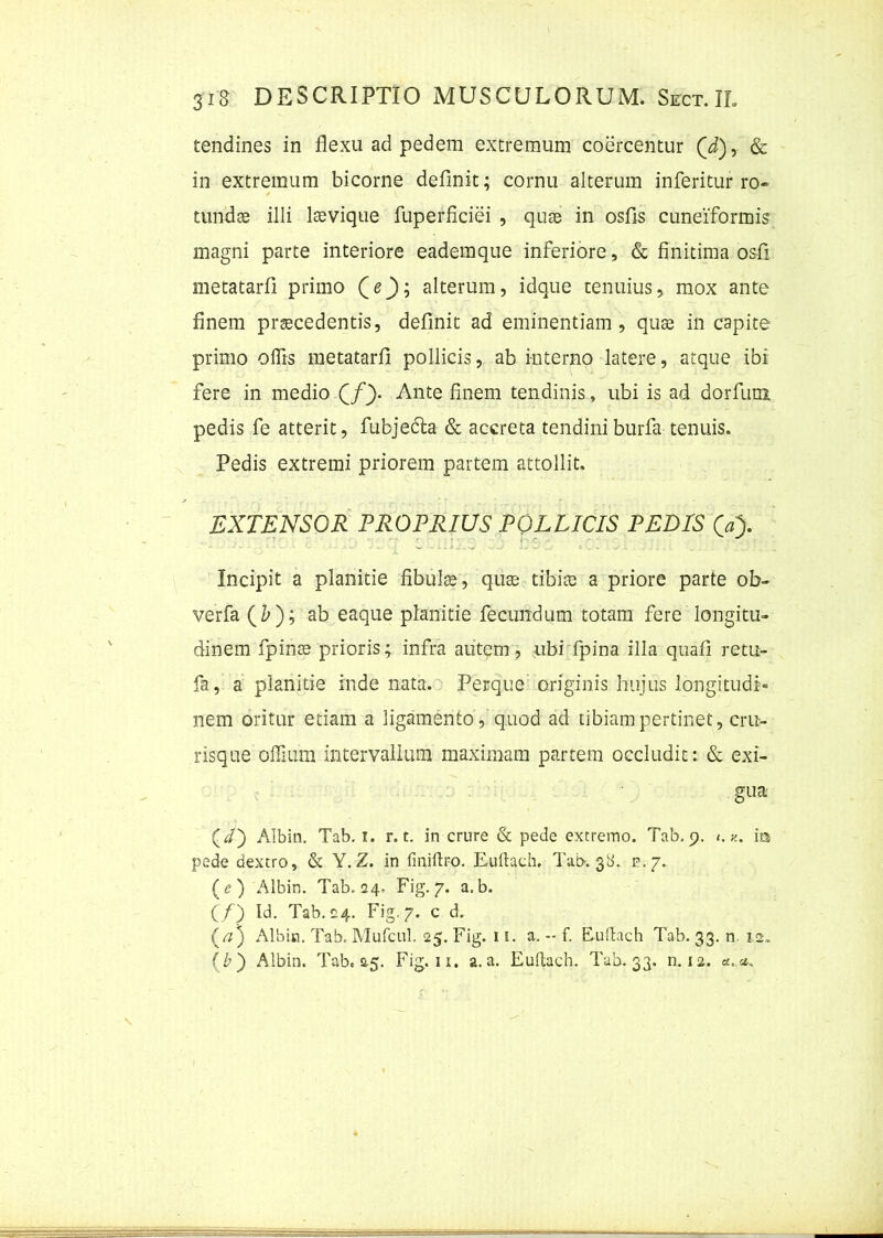 tendines in flexu ad pedem extremum coercentur Qd), & in extremum bicorne definit; cornu alterum inferitur ro- tundae illi laevique fuperficiei , quae in osfis cuneiformis magni parte interiore eademque inferiore, & finitima osfi metatarfi primo (e_); alterum, idque tenuius, mox ante finem praecedentis, definit ad eminentiam , quae in capite primo offis metatarfi pollicis, ab interno latere, atque ibi fere in medio Qf). Ante finem tendinis, ubi is ad dor funi pedis fe atterit, fubjecta & accreta tendiniburfa tenuis. Pedis extremi priorem partem attollit. EXTENSOR PROPRIUS POLLICIS PEDIS Qa). Incipit a planitie fibulae, quae tibiae a priore parte ob- verfa (Z>); ab eaque planitie fecundum totam fere longitu- dinem fpinae prioris; infra autem, ubi fpina illa quafi retu- fa, a planitie inde nata. Perque originis hujus longitudi- nem oritur etiam a ligamento, quod ad tibiam pertinet, cru- risque offiuni intervallum maximam partem occludit: & exi- gua (i) Albin. Tab. f. r. t. in crure & pede extremo. Tab, 9. t. m pede dextro, & Y. Z. in finiftro. Euftach. Tat>. 38. n,/. ( e ) Albin. Tab. 24. Fig. 7. a.b. (/) Id. Tab. 24. Fig. 7. c d. (a) Albin. Tab. Mufcul. 25. Fig. 11. a. - f. Euftach Tab. 33. n. 12. (b ) Albin. Tab. 25. Fig. 11. a. a. Euftach. Tab. 33. n. 12.