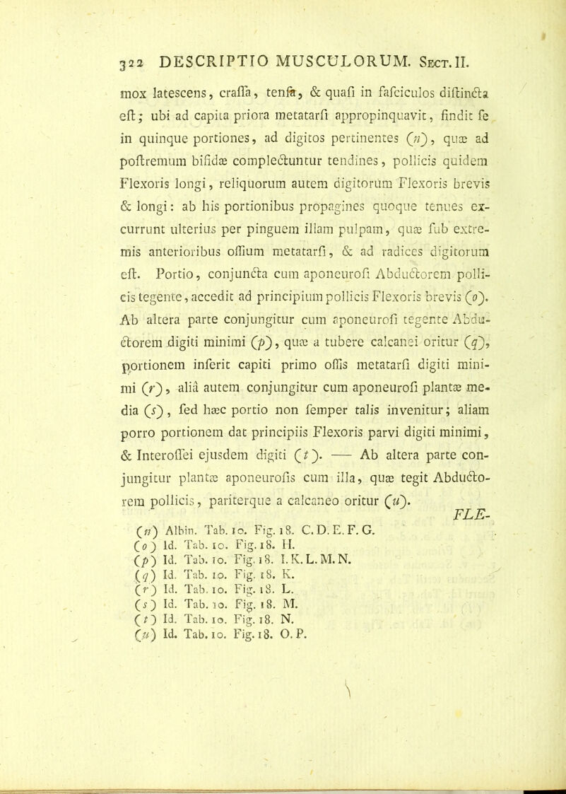 mox latescens, crafifa, tenfit, & quafi in fafciculos diftin&a eft; ubi ad capita priora metatarfi appropinquavit, findit fe in quinque portiones, ad digitos pertinentes (fi), quae ad poPrenium bifidte complectuntur tendines, pollicis quidem Flexoris longi, reliquorum autem digitorum Flexoris brevis & longi: ab his portionibus propagines quoque tenues ex- currunt ulterius per pinguem illam pulpam, quse fub extre- mis anterioribus offium metatarfi, & ad radices digitorum eP. Portio, conjuncta cum aponeurofi Abductorem polli- cis tegente, accedit ad principium pollicis Flexoris brevis (a). Ab altera parte conjungitur cum aponeurofi tegente Abdu- ctorem digiti minimi (p), quae a tubere calcanei oritur (qj, portionem inferit capiti primo offis metatarfi digiti mini- mi (V), alia autem conjungitur cum aponeurofi plantae me- dia (s~), fed haec portio non femper talis invenitur; aliam porro portionem dat principiis Flexoris parvi digiti minimi, & Interofiei ejusdem digiti Qt j). — Ab altera parte con- jungitur plantae aponeurofis cum illa, quae tegit Abdudto- rem pollicis, pariterque a calcaneo oritur (V). FLE- (//) Albin. Tab. io. Fig. 18. C. D.E.F. G. Co) ld. Tab. io. Fig.18. H. (/>) Id. Tab. io. Fig. 18. I.K. L.M.N. .(#) Id. Tab. io. Fig. e8. K. (r) Id. Tab. io. Fig. 18. L. (s) Id. Tab. io. Fig. i8. M. (O Id. Tab. io. Fig. i8. N. Qu) Id. Tab. io. Fig. i8. O. P. \