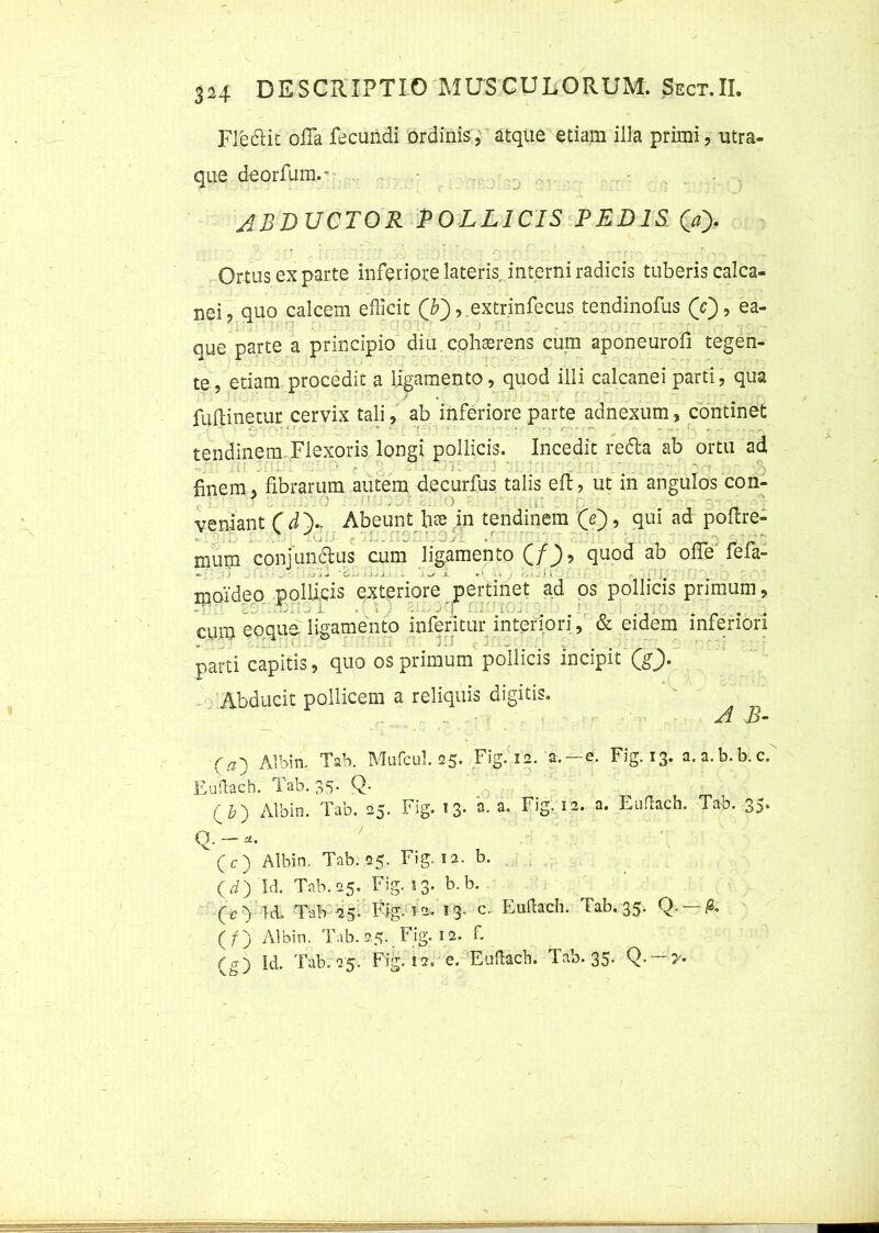 Fle&it offa fecundi ordinis, atque etiam illa primi, utra- que deorfum.* ABDUCTOR POLLICIS PEDIS. Qay Ortus ex parte inferiore lateris interni radicis tuberis calca- nei, quo calcem efficit (&), extrinfecus tendinofus (V), ea- que parte a principio diu cohasrens cum aponeurofi tegen- te, etiam procedit a ligamento, quod illi calcanei parti, qua fuftinetur cervix tali, ab inferiore parte adnexum, continet tendinem Flexoris longi pollicis. Incedit reffa ab ortu ad finem, fibrarum autem decurfus talis efi, ut in angulos con- veniant ( d > Abeunt lite in tendinem (V), qui ad poftre- i , ■ mum conjunctus cum ligamento (/_), quod ab offe fefa- -i,. .... ^ * ... .. ipo'ideo pollicis exteriore pertinet ad os pollicis primum, « r ' > . .... i. I ; i ; - ■ .. *■' •- \ i ... # cum eoque ligamento inferitur interiori, & eidem inferiori parti capitis, quo os primum pollicis incipit (g> Abducit pollicem a reliquis digitis. A R- (a') Albin. Tab. Mufcul. 25. Fig. 12. a.—e. Fig. 13. a.a.b.b.c. Euftach. Tab. 35. Q. (£) Albin. Tab. 25. Fig. 13- a. a. Fig. 12. a. Euftach. Tab. 35. Q. — *. (c) Albin. Tab. 25. Fig. 12. b. (rf) Id. Tab. 25. Fig. 53. b. b. (O Id. Tab 25. Fig. 12. 13. C. Euftach. Tab. 35. Q.-fr (/) Albin. Tab. 25. Fig. 12. fi