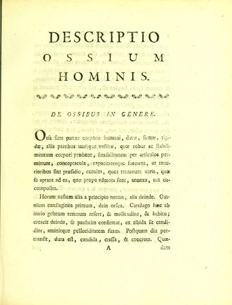 DESCRIPTIO O S S I U M H O M I N I S. ' M ■ ‘ > t ?’ f 0t ‘ “ * T * . f ' * *•- r\ { f * ff r ' V -r : ' . ■ ’ v * ‘i. ' ■ r ■ * '» viU i«i ;. 't :■ ..i _ %# DE OSSIBUS IX GENERE. ■ i Osfa funt partes corporis Immani, durae, fi mite, rigi- dae , aliis partibus undique veftitac, quse robur ac flabili* mentum corpori prjebeoc, teibilitatem per articulos per- mittunt, conceptacula , c^pacitatesque formant, ut tene- rioribus fint prsefidio, canales, qucs transeunt varia, quae fe aptant ad ea, quse prope admota funt, annexa, aut cir- cumpofita-. ; p ~ ; - Horum osfium alia a principio 'natura, alia deinde. Om- nium cartilaginea primum, dein osfea. Cartilago hasc ab initio gelatum tenerum refert, & mollitudine, & habitu; crescit deinde, fe paulatim confirmat, ex albida fit candi- dior, amittitque pelluciditutem fuaim Poftquam diu per- •m an fit 9 dura effc, candida, era fla, & concreta. Qute- A dam