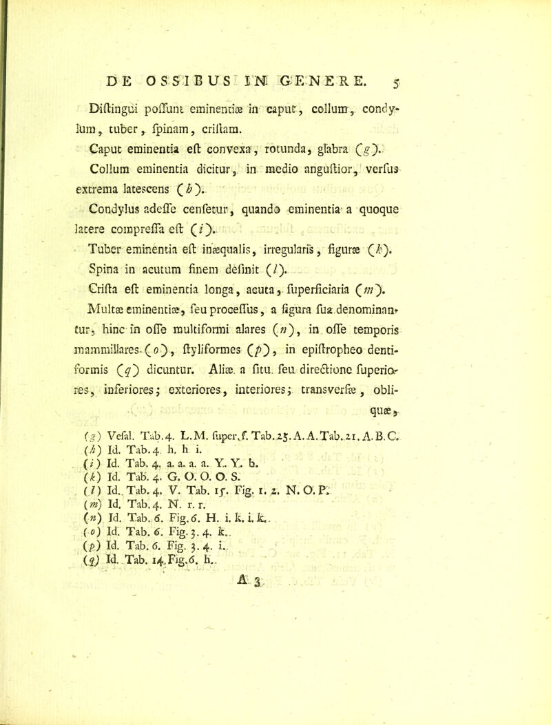Diftingui pofiunt eminendos in caput, collum,, condy- lum , tuber, fpinam, crillam. Caput eminentia eft; convexa , rotunda, glabra Qg'). Collum eminentia dicitur, in medio anguftior, verfus extrema latescens (£). Condylus adefle cenfetur, quando eminentia a quoque latere comprefia elt Tuber eminentia eft inaequalis, irregularis, figurae Qk). Spina in acutum finem definit (/). Crifia eft eminentia longa, acuta, fuperficiaria £m Multae eminentiae, feu procelfus, a figura fua denominant tur, hinc in ofie multiformi alares («), in ofie temporis mammillares, Qo), ftyliformes (/>), in epiftropheo dend- formis Qq') dicuntur. Aliae a fitu. feu diredtione fuperior res, inferiores,* exteriores, interiores; transverfae, obli- quae,. (g) Vefal. Tab.4. L.M. fupei\f. Tab, 25‘A. A.Tab. 21. A. B.C, (i) Id. Tab.4. h. h i. (i) Id. Tab. 4. a. a. a. a. Y. Y. b. (k) Id. Tab. 4. G. O. O. O. S. (l) Id.. Tab. 4. V. Tab. iy. Fig. 1. z, N. O. P, {m) Id. Tab.4. N. r. r. (n) Id. Tab. <5. Fig.6. H. i. k.iJL. (0) Id. Tab. 6. Fig. 3.4. k.. (/>) Id. Tab. 6. Fig. 3.4. i. ($) Id. Tab. 14.Fig.6. h.. A 3;.