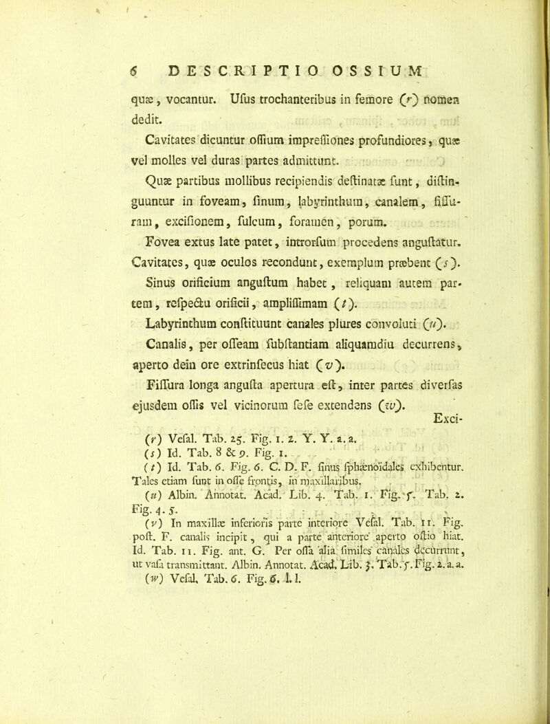 qus, vocantur. Ufus trochanteribus in femore (f) nomen dedit. Cavitates dicuntur offium impreffiones profundiores 5 qu» vel molles vel duras partes admittunt. Quae partibus mollibus recipiendis deftinatse funt, diftin- guuntur in foveam, finum, labyrinthum, canalem, fiflu- ram, excifionem, fulcum, foramen, porum. Fovea extus late patet, introrfum procedens anguftatur. Cavitates, quae oculos recondunt, exemplum praebent (.?)• Sinus orificium anguftum habet, reliquam autem par- tem, refpe&u orificii, ampliffimam (J). Labyrinthum conftitutint canales plures convoluti (V). Canali9, per ofleam fubfiantiam aliquamdiu decurrens, aperto deln ore extrinfecus hiat Fiflura longa angufia apertura efi, inter partes diverfas ejusdem offis vel vicinorum fefe extendens _ Exci- CO Vefal. Tab. 25. Fig. 1. Z. Y. Y. a. a. (s) Id. Tab. 8 &p. Fig. 1. (i) Id. Tab. 6. Fig. 6. C. D. F. finus fphsenoidalcs exhibentur. Tales etiam funt in oife frontis, in maxillaribus. (u) Albin. Annotat. Acad. Lib. 4. Tab. 1. Fig. f. Tab. 2. Fig- 4 • 5- j ■' (v) In maxillx inferioris parte interiore Vefal. Tab. rr. Fig. poft. F. canalis incipit, qui a parte anteriore' aperto ofho hiat. Id. Tab. 11. Fig. ant. G. Per offa 'alia fimiles canales decurrunt, ut vafa transmittant. Albin. Annotat. Acad, Lib. Tab.f. Fig. 2.'a.a. (w) Vefal, Tab. 6. Fig. 6, ll