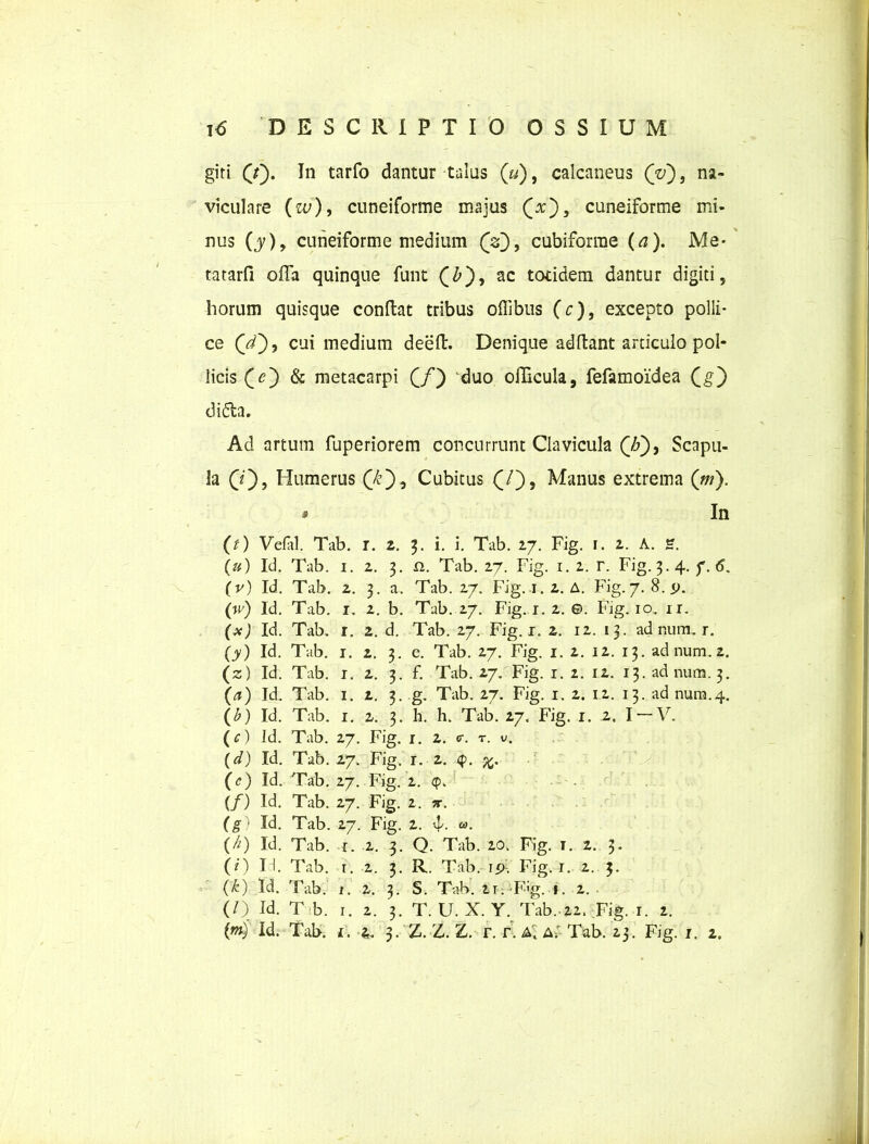 giti (Y). In tarfo dantur talus («), calcaneus (V), na- viculare (tu), cuneiforme majus cuneiforme mi- nus (j), cuneiforme medium (V), cubiforrae (a). Me- tararfi offa quinque funt (£), ac totidem dantur digiti, horum quisque condat tribus offibus (c), excepto polli- ce (V), cui medium deed. Denique addant articulo pol- licis (Y) & metacarpi (/) duo odicula, fefamoidea (g) ditda. Ad artum fuperiorem concurrunt Clavicula (7f), Scapu- la (7), Humerus Cubitus (7), Manus extrema (w). * In (0 Velal. Tab. r. 2. 3. i. i. Tab. 27. Fig. r. 2. A. H. (») Id. Tab. 1. 2. 3. n. Tab. 27. Fig. 1. 2. r. Fig. 3. 4. f. 6. (r) Id. Tab. 2. 3. a. Tab. 27. Fig. 1.2. A. Fig. 7. 8. 9. (w) Id. Tab. 1. 2. b. Tab. 27. Fig. r. 2. 0. Fig. 10. ir. Id. Tab. r. 2. d. Tab. 27. Fig. 1. 2. 12. 13. ad num, r. (7) Id. Tab. 1. 2. 3. e. Tab. 27. Fig. 1. 2. 12. 13. ad num. 2. (z) Id. Tab. 1. 2. 3. f. Tab. 27. Fig. 1. 2. 12. 13. ad num. 3. (a) Id. Tab. 1. z. 3. g. Tab. 27. Fig. 1. 2. 12. 13. ad num.4. (b) Id. Tab. 1. 2. 3. h. h. Tab. 27. Fig. 1. 2. I —V. (f) Id. Tab. 27. Fig. I. 2. «r. t. y. (d) Id. Tab. 27. Fig. r. 2. 4. (<?) Id. Tab. 27. Fig. 2. 4. (/) Id. Tab. 27. Fig. 2. w. (g) Id. Tab. 27. Fig. 2. vj'- ®. (^) Id. Tab. r. 2. 3. Q. Tab. 20. Fig. t. 2. 3* (0 Id. Tab. r. 2. 3. R. Tab. 19. Fig. 1. 2. 3. (k) Id. Tab. 1. 2. 3. S. Tab. 2r. F'g. 1. 2. (/) Id. T b. r. 2. 3. T. U. X. Y. Tab..22. Fig. r. 2.