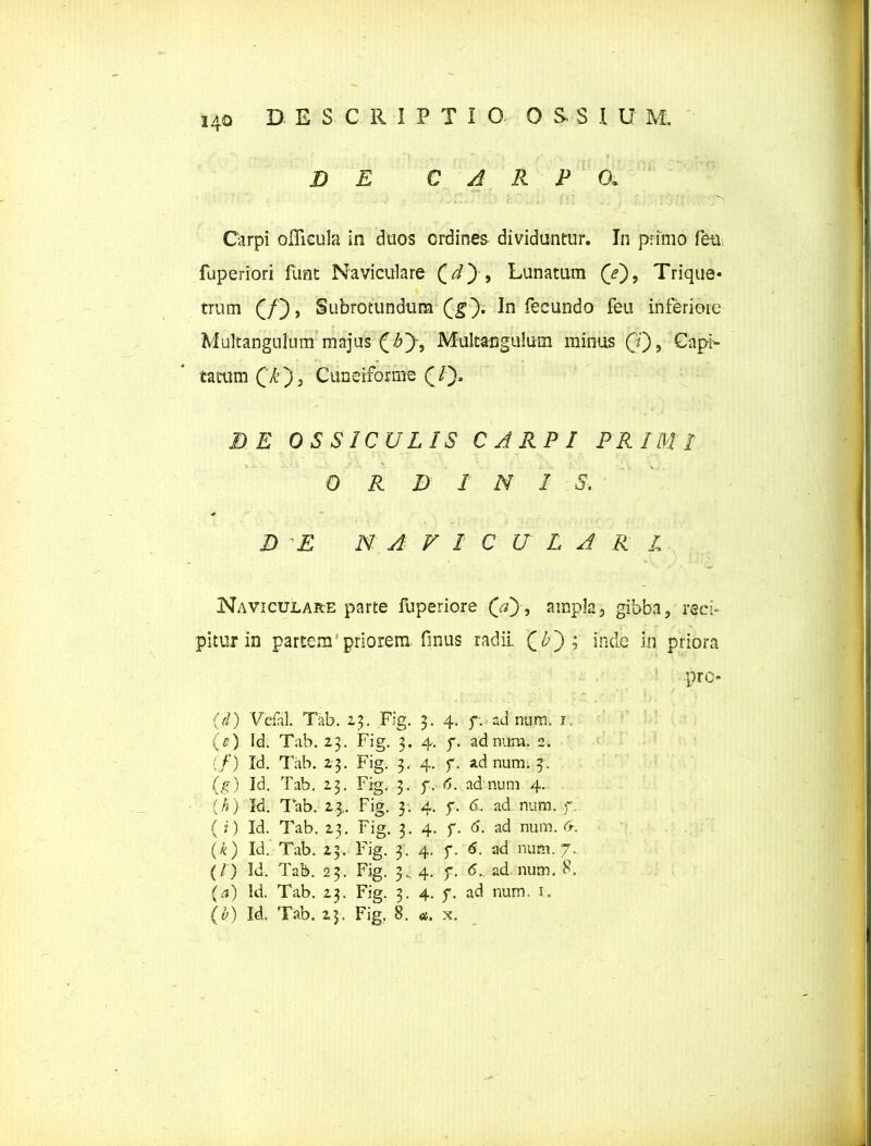 DE CARPO. Carpi oflicula in duos ordines dividuntur. In primo fen fuperiori funt Naviculare (V), Lunatum (e)9 Trique- trum f/), Subrotundum Q*). In fecundo feu inferiore Multangulum majus Multangulum minus (J), Capi- tatum Qk j, Cuneiforme (7). DE OSSICULIS CARPI PRIMI 0 R D INIS. D E NAVI C U L A R I Naviculare parte fuperiore QI), ampla, gibba, reci- pitur in partem priorem fmus radii (£); inde in priora pre- (d) Vefal. Tab. 23. Fig. 3. 4. f. ad num. 1, (e) Id. Tab. 23. Fig. 3. 4. f. ad num. 2. {/) Id. Tab. 23. Fig. 3. 4. f. ad num; 3. (g) Id. Tab. 23. Fig. 3. f. <5. adnum 4. (/0 Id. Tab. 23,. Fig. 3. 4. y. 6. ad num. f. (i) Id. Tab. 23. Fig. 3. 4. f. <5. ad num. &. (k) Id. Tab. 23. Fig. 3. 4. f. 6. ad num. 7. (/) Id. Tab. 23. Fig. 3. 4. f. 6. ad num. 8, ('*) Id. Tab. 23. Fig. 3. 4. f. ad num, 1.