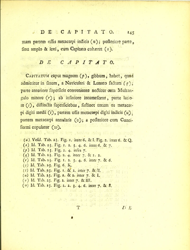DE CAPITATO, »45 mam partem oiYis metacarpi indicis («); poffceriore parte9 fmu amplo & levi, cum Capitato cohaeret (o). DE CAPITATO. Capitatum caput magnum (p), gibbum, habet, quod admittitur in fmum, a Naviculari & Lunato factum (q); parte anteriore fupetiicie conveniente nedlitur cum Multan» gulo minore (V); ab inferiore intumefcens, parte latio* re (Y), diftin&is fupbrfkiebus, Fuflinet totum os metacar- pi digiti medii (V), partem offis metacarpi digiti indicis (Y), partem metacarpi annularis (v); a poileriore cum Cunei- formi copulatur (zu), ( (a) Vefal. Tab. 23. Fig. 1. inter 6. & I. Fig. 2. intertf. & Q. (0) Id. Tab. 23. Fig. r. 2. 3. 4. 6. inter<5. & 7. (/>) Id. Tab. 23. Fig. 2. 4. infra 7. (q) Id. Tab. 13. Fig. 2. 4. inter 7. Sc 1. 2. (r) Id. Tab. 23. Fig. 1. 2. 3. 4, 6. inter 7. & <5. (s) Id. Tab. 23. Fig. 6. K, (/) Id. Tab. 23i Fig. x. 8c 2. inter 7. &: II. («) Id. Tab. 23. Fig. 1. & 2. inter 7. & I. (v) Id. Tab. 23. Fig. 2. inter 7. & III. (Y) Id. Tab. 23. Fig. 1. 2. 3. 4. <5. inter 7, & S. T Z) E