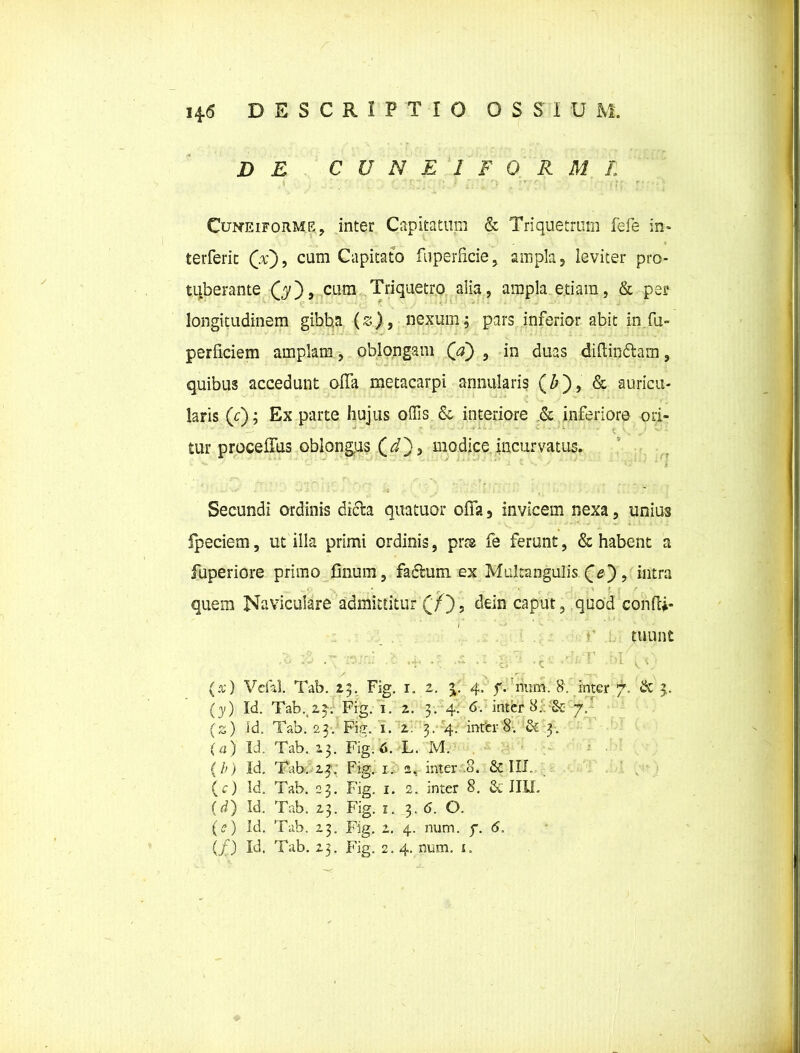 DE CUNEIFORMI Cuneiforme, inter Capitatum & Triquetrum fefe in* terferit (Y), cum Capitato fuperficie, ampla, leviter pro- tuberante (7), cum Triquetro alia, ampla etiam, & per longitudinem gibba (&), nexum; pars inferior abit in fu- perficiem amplam, oblongam (V) , in duas didin&am, quibus accedunt offa metacarpi annularis (£), & auricu- laris (c); Ex parte hujus offis & interiore & inferiore ori- tur proceffus oblongus (V), modice incurvatus. Secundi ordinis dicta quatuor offa, invicem nexa, unius fpeciem, ut ilia primi ordinis, prrs fe ferunt, & habent a fuperiore primo finum, fadhrni ex Multangulis (Y), intra quem Naviculare admittitur (/), dein caput, quod confci- tuunt / ■ r - ^ ; ' \ (x) Vefal. Tab. 23. Fig. i„ 2. 4. f. num. 8. inter 7, & j. (3/) Id. Tab. 23. Fig. 1. 2. 3. 4. 6. inter 8.. & 7/ (2) id. Tab. 23. Fig. 1. 2. 3. 4. inter 8. & 3. (a) Id. Tab.. 23. Fig. 6. L. M. {b) Id. Tab. 23. Fig. 1. 2, inter .8. & IIP (e) Id. Tab. 23. Fig. 1. 2. inter 8. & IILL (d) Id. Tab. 23. Fig. 1. 3, <5. O. (?) Id. Tab. 23. Fig. 2. 4. num. f. 6, (/) Id. Tab. 23. Fig. 2. 4. num. i.