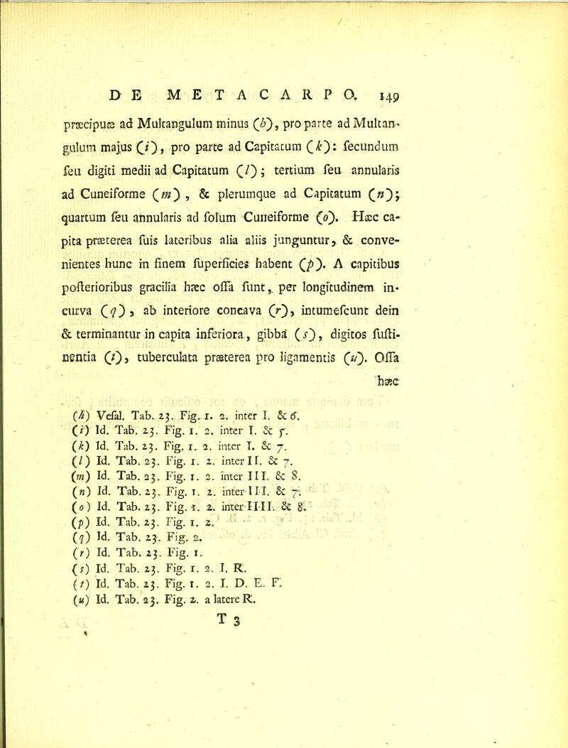 DE METACARPO. H9 prsecipus ad Multangulum minus (7?) , pro parte ad Multan- gulum majus pro parte ad Capitatum fecundum feu digiti medii ad Capitatum (/); tertium feu annularis ad Cuneiforme Qm') , & plerumque ad Capitatum (/2)3 quartum feu annularis ad folum Cuneiforme (0). Htcc ca- pita praeterea fuis lateribus alia aliis junguntur, & conve- nientes hunc in finem fuperficies habent Qp'). A capitibus poflerioribus gracilia haec offa funtper longitudinem in- curva Qq~) y ab interiore concava (V), intumefcunt dein & terminantur in capita inferiora , gibba ( r), digitos fufli- nentia (Y), tuberculata prosterea pro ligamentis (u). Offa hsec (fi) Vefal. Tab. 23. Fig, 1. 2. inter I. Sed. (i) Id. Tab. 23. Fig. 1. 2. inter T. Se f. (k) Id. Tab. 23. Fig. 1. 2. inter I. Se 7. (/) Id. Tab. 23. Fig. 1. 2. interii. Se 7. (m) Id. Tab. 23. Fig. 1. 2. inter III. Se 8. (n) Id. Tab. 23. Fig. 1. 2. inter III. Se 7* (0) Id. Tab. 23. Fig. r. 2. inter iiII, Se 8. (p) Id. Tab. 23. Fig. 1. 2. (q) Id. Tab. 23.. Fig. 2. (/■) Id. Tab. 23. Fig. 1. (r) Id. Tab. 23. Fig. r. 2. I. R. (/) Id. Tab. 23. Fig. 1. 2. I. D. E. Fi (u) Id. Tab, 23. Fig. 2. a latere R.