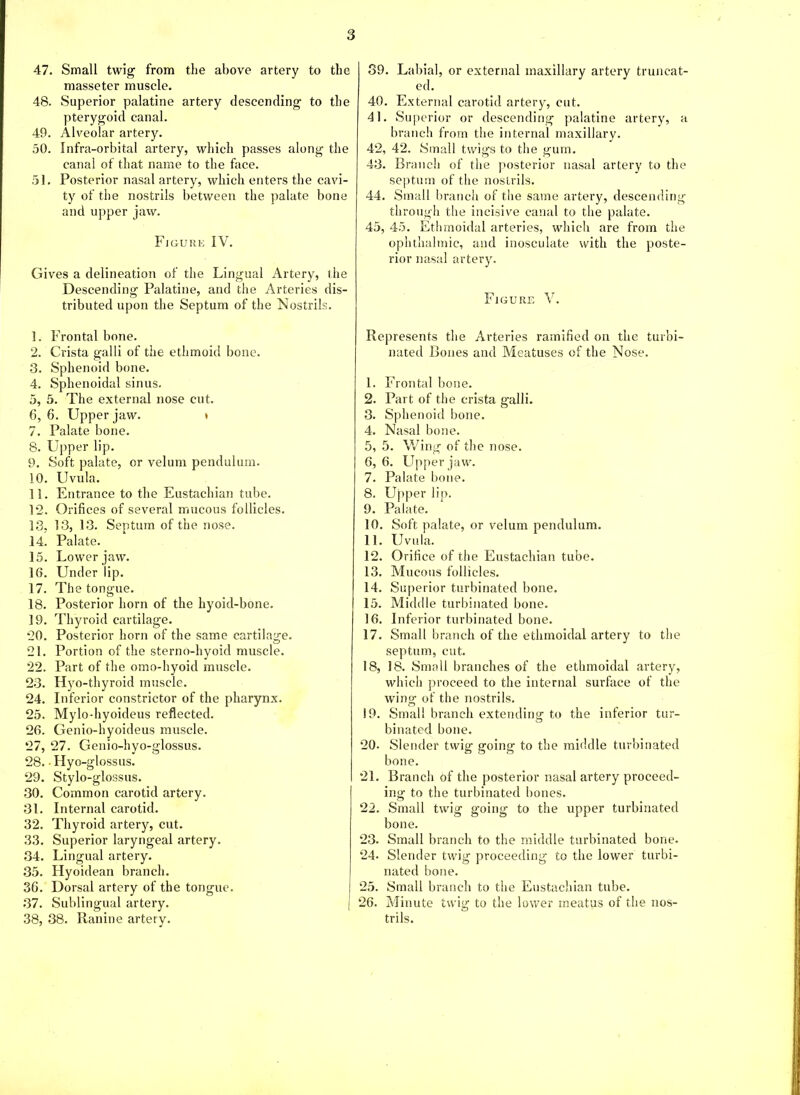 3 47. Small twig from the above artery to the masseter muscle. 48. Superior palatine artery descending to the pterygoid canal. 49. Alveolar artery. 50. Infra-orbital artery, which passes along the canal of that name to the face. 51. Posterior nasal artery, which enters the cavi- ty of the nostrils between the palate bone and upper jaw. Figure IV. Gives a delineation of the Lingual Artery, the Descending Palatine, and the Arteries dis- tributed upon the Septum of the Nostrils. 1. Frontal bone. 2. Crista gal 1 i of the ethmoid bone. 3. Sphenoid bone. 4. Sphenoidal sinus. 5. 5. The external nose cut. 6. 6. Upper jaw. t 7. Palate bone. 8. Upper lip. 9. Soft palate, or velum pendulum. 10. Uvula. 11. Entrance to the Eustachian tube. 12. Orifices of several mucous follicles. 13. 13, 13. Septum of the nose. 14. Palate. 15. Lower jaw. 16. Under lip. 17. The tongue. 18. Posterior horn of the hyoid-bone. 19. Thyroid cartilage. *20. Posterior horn of the same cartilage. 21. Portion of the sterno-hyoid muscle. 22. Part of the omo-hyoid muscle. 23. Hyo-thyroid muscle. 24. Inferior constrictor of the pharynx. 25. Mylo-hyoideus reflected. 26. Genio-hyoideus muscle. 27. 27. Genio-hyo-glossus. 28. • Hyo-glossus. 29. Stylo-glossus. 30. Common carotid artery. 31. Internal carotid. 32. Thyroid artery, cut. 33. Superior laryngeal artery. 34. Lingual artery. 35. Hyoidean branch. 36. Dorsal artery of the tongue. 37. Sublingual artery. 38. 38. Ranine artery. 39. Labial, or external maxillary artery truncat- ed. 40. External carotid artery, cut. 41. Superior or descending palatine artery, a branch from the internal maxillary. 42. 42. Small twigs to the gum. 43. Branch of the posterior nasal artery to the septum of the nostrils. 44. Small branch of the same artery, descending- through the incisive canal to the palate. 45. 45. Ethmoidal arteries, which are from the ophthalmic, and inosculate with the poste- rior nasal artery. Figure V. Represents the Arteries ramified on the turbi- nated Bones and Meatuses of the Nose. 1. Frontal bone. 2. Part of the crista galli. 3. Sphenoid bone. 4. Nasal bone. 5. 5. Wing of the nose. 6. 6. Upper jaw. 7. Palate bone. 8. Upper lip. 9. Palate. 10. Soft palate, or velum pendulum. 11. Uvula. 12. Orifice of the Eustachian tube. 13. Mucous follicles. 14. Superior turbinated bone. 15. Middle turbinated bone. 16. Inferior turbinated bone. 17. Small branch of the ethmoidal artery to the septum, cut. 18. 18. Small branches of the ethmoidal artery, which proceed to the internal surface of the wing of the nostrils. 19. Small branch extending to the inferior tur- binated bone. 20. Slender twig going to the middle turbinated bone. 21. Branch of the posterior nasal artery proceed- ing to the turbinated bones. 22. Small twig going to the upper turbinated bone. 23. Small branch to the middle turbinated bone. 24. Slender twig proceeding to the lower turbi- nated bone. 25. Small branch to the Eustachian tube. 26. Minute twig to the lower meatus of the nos- trils.