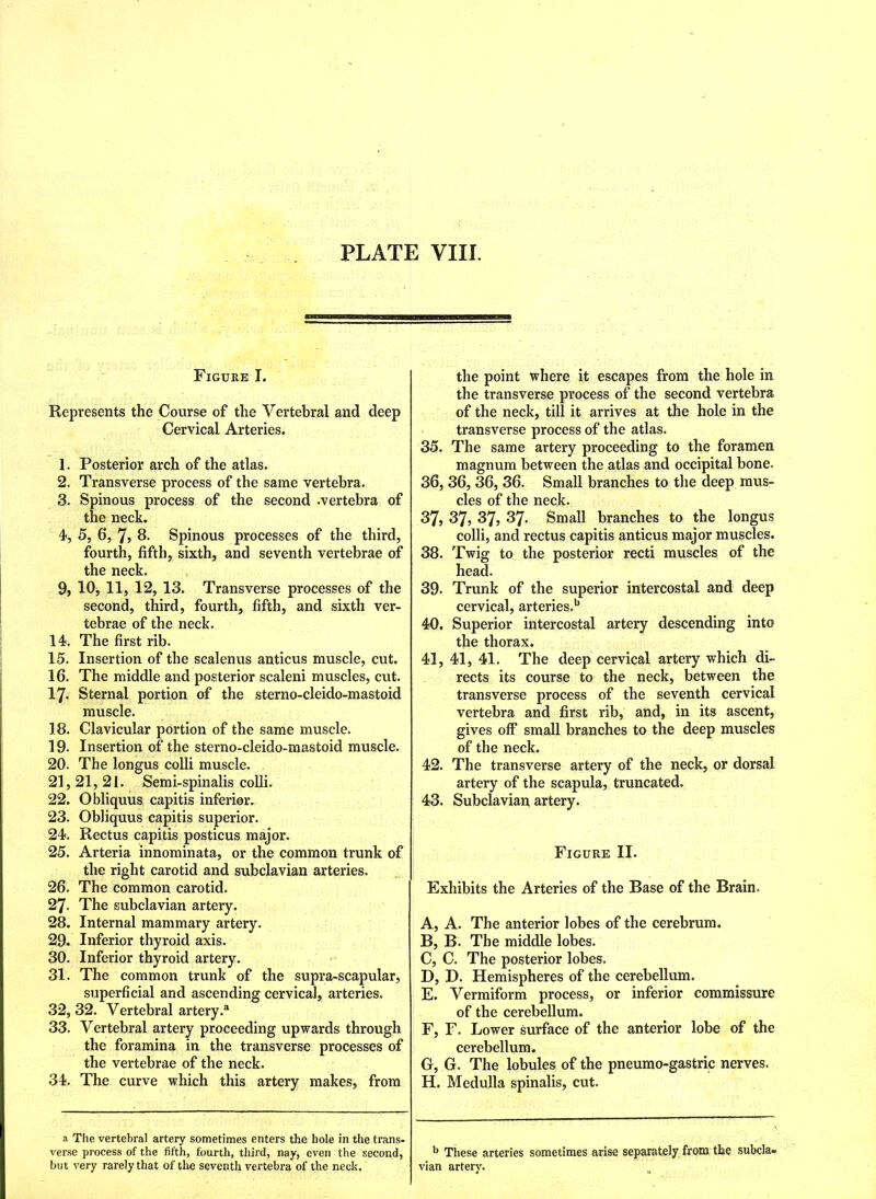 PLATE VIII. Figure I. Represents the Course of the Vertebral and deep Cervical Arteries. 1. Posterior arch of the atlas. 2. Transverse process of the same vertebra. 3. Spinous process of the second .vertebra of the neck. 4. 5, 6, 7, 8. Spinous processes of the third, fourth, fifth, sixth, and seventh vertebrae of the neck. 9, 10, 11, 12, 13. Transverse processes of the second, third, fourth, fifth, and sixth ver- tebrae of the neck. 14. The first rib. 15. Insertion of the scalenus anticus muscle, cut. 16. The middle and posterior scaleni muscles, cut. 17. Sternal portion of the sterno-cleido-mastoid muscle. 18. Clavicular portion of the same muscle. 19. Insertion of the sterno-cleido-mastoid muscle. 20. The longus colli muscle. 21,21, 21. Semi-spinalis colli. 22. Obliquus capitis inferior. 23. Obliquus capitis superior. 24. Rectus capitis posticus major. 25. Arteria innominata, or the common trunk of the right carotid and subclavian arteries. 26. The common carotid. 27. The subclavian artery. 28. Internal mammary artery. 29- Inferior thyroid axis. 30. Inferior thyroid artery. 31. The common trunk of the supra-scapular, superficial and ascending cervical, arteries. 32. 32. Vertebral artery.® 33. Vertebral artery proceeding upwards through the foramina in the transverse processes of the vertebrae of the neck. 34. The curve which this artery makes, from a The vertebral artery sometimes enters the hole in the trans- verse process of the fifth, fourth, third, nay, even the second, but very rarely that of the seventh vertebra of the neck. the point where it escapes from the hole in the transverse process of the second vertebra of the neck, till it arrives at the hole in the transverse process of the atlas. 35. The same artery proceeding to the foramen magnum between the atlas and occipital bone. 36. 36, 36, 36. Small branches to the deep mus- cles of the neck. 37. 37, 37, 37. Small branches to the longus colli, and rectus capitis anticus major muscles. 38. Twig to the posterior recti muscles of the head. 39. Trunk of the superior intercostal and deep cervical, arteries.b 40. Superior intercostal artery descending into the thorax. 41. 41, 41. The deep cervical artery which di- rects its course to the neck, between the transverse process of the seventh cervical vertebra and first rib, and, in its ascent, gives off small branches to the deep muscles of the neck. 42. The transverse artery of the neck, or dorsal artery of the scapula, truncated. 43. Subclavian artery. Figure II. Exhibits the Arteries of the Base of the Brain. A, A. The anterior lobes of the cerebrum. B, B. The middle lobes. C, C. The posterior lobes. D, D. Hemispheres of the cerebellum. E, Vermiform process, or inferior commissure of the cerebellum. F, F. Lower surface of the anterior lobe of the cerebellum. G, G. The lobules of the pneumo-gastric nerves. H, Medulla spinalis, cut. b These arteries sometimes arise separately from the subcla- vian artery.