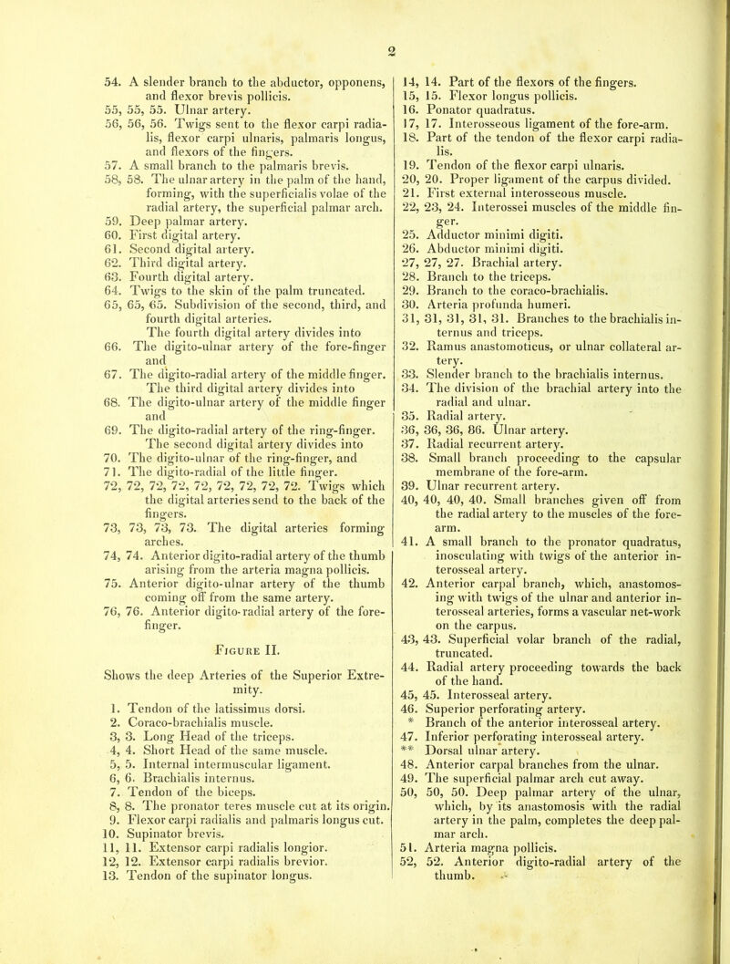 54. A slender branch to the abductor, opponens, and flexor brevis pollicis. 55. 55, 55. Ulnar artery. 56. 56, 56. Twigs sent to the flexor carpi radia- lis, flexor carpi ulnaris, palmaris longus, and flexors of the fingers. 57. A small branch to the palmaris brevis. 58. 58. The ulnar artery in the palm of the hand, forming, with the superficialis volae of the radial artery, the superficial palmar arch. 59. Deep palmar artery. 60. First digital artery. 61. Second digital artery. 62. Third digital artery. 63. Fourth digital artery. 64. Twigs to the skin of the palm truncated. 65. 65, 65. Subdivision of the second, third, and fourth digital arteries. The fourth digital artery divides into 66. The digito-ulnar artery of the fore-finger and 67. The digito-radial artery of the middle finger. The third digital artery divides into 68. The digito-ulnar artery of the middle finger and 69. The digito-radial artery of the ring-finger. The second digital artery divides into 70. The digito-ulnar of the ring-finger, and 71. The digito-radial of the little finger. 72. 72, 72, 72, 72, 72, 72, 72, 72. Twigs which the digital arteries send to the back of the fingers. 73. 73, 73, 73. The digital arteries forming- arches. 74. 74. Anterior digito-radial artery of the thumb arising from the arteria magna pollicis. 75. Anterior digito-ulnar artery of the thumb coming oft' from the same artery. 76. 76. Anterior digito-radial artery of the fore- finger. Figure II. Shows the deep Arteries of the Superior Extre- mity. 1, Tendon of the latissimus dorsi. 2, Coraco-brachialis muscle. 3, 3. Long Head of the triceps. 4, 4. Short Head of the same muscle. 5, 5. Internal intermuscular ligament. 6, 6. Brachialis interims. 7, Tendon of the biceps. 8, 8. The pronator teres muscle cut at its origin. 9, Flexor carpi radialis and palmaris longus cut. 10. Supinator brevis. 11, 11. Extensor carpi radialis longior. 12, 12. Extensor carpi radialis brevior. 13. Tendon of the supinator longus. 14, 14. Part of the flexors of the fingers. 15, 15. Flexor longus pollicis. 16, Ponator quadratus. 17, 17. Interosseous ligament of the fore-arm. 18, Part of the tendon of the flexor carpi radia- lis. 19, Tendon of the flexor carpi ulnaris. 20, 20. Proper ligament of the carpus divided. 21, First external interosseous muscle. 22, 23, 24. Interossei muscles of the middle fin- ger. 25. Adductor minimi digiti. 26. Abductor minimi digiti. 27. 27, 27. Brachial artery. 28. Branch to the triceps. 29. Branch to the coraco-brachialis. 30. Arteria profunda humeri. 31. 31, 31, 31, 31. Branches to the brachialis in- terims and triceps. 32. Ramus anastomoticus, or ulnar collateral ar- tery. 33. Slender branch to the brachialis intern us. 34. The division of the brachial artery into the radial and ulnar. 35. Radial artery. 36. 36, 36, 86. Ulnar artery. 37. Radial recurrent artery. 38. Small branch proceeding to the capsular membrane of the fore-arm. 39. Ulnar recurrent artery. 40. 40, 40, 40. Small branches given off from the radial artery to the muscles of the fore- arm. 41. A small branch to the pronator quadratus, inosculating with twigs of the anterior in- terosseal artery. 42. Anterior carpal branch, which, anastomos- ing with twigs of the ulnar and anterior in- terosseal arteries, forms a vascular net-work on the carpus. 43. 43. Superficial volar branch of the radial, truncated. 44. Radial artery proceeding towards the back of the hand. 45. 45. Interosseal artery. 46. Superior perforating artery. * Branch of the anterior interosseal artery. 47. Inferior perforating interosseal artery. ** Dorsal ulnar artery. 48. Anterior carpal branches from the ulnar. 49. The superficial palmar arch cut away. 50. 50, 50. Deep palmar artery of the ulnar, which, by its anastomosis with the radial artery in the palm, completes the deep pal- mar arch. 51. Arteria magna pollicis. 52. 52. Anterior digito-radial artery of the thumb. ^