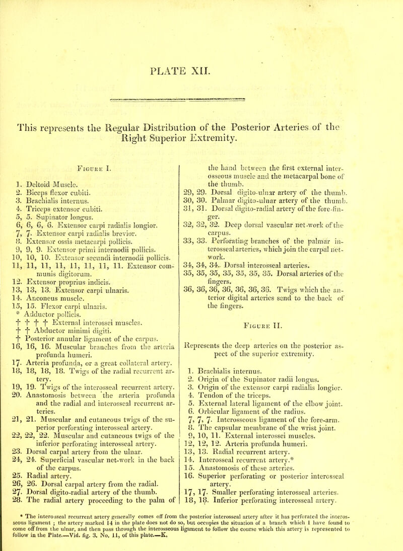 This represents the Regular Distribution of the Posterior Arteries of the Right Superior Extremity. Figure I. 1. Deltoid Muscle. 2. Biceps flexor cubiti. 3. Brachialis internus. 4. Triceps extensor cubiti. 5. 5. Supinator longus. 6. 6, 6, 6. Extensor carpi radial is longior. 7. 7- Extensor carpi radialis brevior. 8. Extensor ossis metacarpi pollicis. 9. 9, 9. Extensor primi internodii pollicis. 10, 10, 10. Extensor secimdi internodii pollicis. 11, 11, 11, 11, 11, 11, 11, 11. Extensor com- munis digifcorum. 12, Extensor proprius indicis. 13, 13, 13. Extensor carpi ulnaris. 14, Anconeus muscle. 15, 15. Flexor carpi ulnaris. * Adductor pollicis. f 'f f* *f* External interossei muscles. *f* i* Abductor minimi digifci. I* Posterior annular ligament of the carpus. 16, 16, 16. Muscular branches from the arteria profunda humeri. 17- Arteria profunda, or a great collateral artery. 18, 18, 18, 18. Twigs of the radial recurrent ar- tery. 19, 19. T wigs of the interosseal recurrent artery. 20, Anastomosis between the arteria profunda and the radial and interosseal recurrent ar- teries. 21, 21. Muscular and cutaneous twigs of the su- perior perforating interosseal artery. 22, 22, 22. Muscular and cutaneous twigs of the inferior perforating interosseal artery. 23, Dorsal carpal artery from the ulnar. 24, 24. Superficial vascular net-work in the back of the carpus. 25, Radial artery. 26, 26. Dorsal carpal artery from the radial. 27, Dorsal digito-radial artery of the thumb. 28, The radial artery proceeding to the palm of the hand between the first external inter- osseous muscle and the metacarpal bone of the thumb. 29, 29- Dorsal digito-ulnar artery of the thumb. 30, 30. Palmar digito-ulnar artery of the thumb. 31, 31. Dorsal digito-radial artery of the fore-fin- ger- 32, 32, 32. Deep dorsal vascular net-work of the carpus. 33, 33. Perforating branches of the palmar in- terosseal arteries, which join the carpal net- work. 34, 34, 34- Dorsal interosseal arteries. 35, 35, 35, 35, 35, 35, 35. Dorsal arteries of the fingers. 36, 36, 36, 36, 36, 36, 36. Twigs which the an- terior digital arteries send to the back of the fingers. Figure II. Represents the deep arteries on the posterior as- pect of the superior extremity. 1. Brachialis internus. 2. Origin of the Supinator radii longus. 3. Origin of the extensor carpi radialis longior. 4. Tendon of the triceps. 5. External lateral ligament of the elbow joint. 6. Orbicular ligament of the radius. 7? 7? 7- Interosseous ligament of the fore-arm. 8. The capsular membrane of the wrist joint. 9, 10, 11. External interossei muscles. 12, 12, 12. Arteria profunda humeri. 13, 13. Radial recurrent artery. 14, Interosseal recurrent artery A 15, Anastomosis of these arteries. 16, Superior perforating or posterior interosseal artery. 17, 17. Smaller perforating interosseal arteries. 18, 18. Inferior perforating interosseal artery. * The interosseal recurrent artery generally comes off from the posterior interosseal artery after it has perforated the interos- seous ligament ; the artery marked 14 in the plate does not do so, but occupies the situation of a branch which i have found to come off from the ulnar, and then pass through the interosseous ligament to follow the course which this artery is represented to