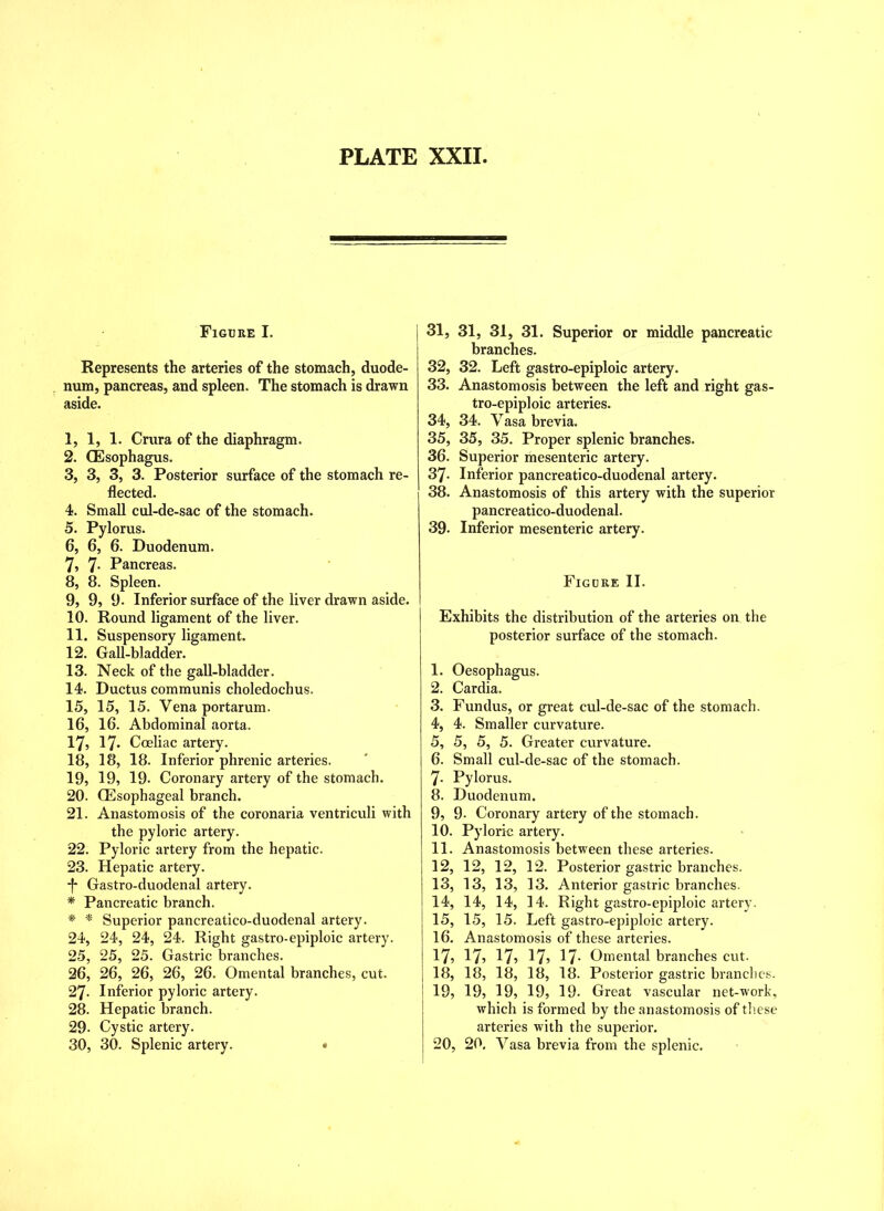 Figure I. Represents the arteries of the stomach, duode- num, pancreas, and spleen. The stomach is drawn aside. 1, 1, 1. Crura of the diaphragm. 2, (Esophagus. 3, 3, 3, 3. Posterior surface of the stomach re- flected. 4, Small cul-de-sac of the stomach. 5, Pylorus. 6, 6, 6. Duodenum. 7, 7- Pancreas. 8, 8. Spleen. 9, 9, 9. Inferior surface of the liver drawn aside. 10, Round ligament of the liver. 11, Suspensory ligament. 12, Gall-bladder. 13, Neck of the gall-bladder. 14, Ductus communis choledochus. 15, 15, 15. Vena portarum. 16, 16. Abdominal aorta. 17, 17- Coeliac artery. 18, 18, 18. Inferior phrenic arteries. 19, 19, 19- Coronary artery of the stomach. 20, (Esophageal branch. 21, Anastomosis of the coronaria ventriculi with the pyloric artery. 22, Pyloric artery from the hepatic. 23, Hepatic artery. *f- Gastro-duodenal artery. * Pancreatic branch. * * Superior pancreatico-duodenal artery. 24, 24, 24, 24. Right gastro-epiploic artery. 25, 25, 25. Gastric branches. 26, 26, 26, 26, 26. Omental branches, cut. 27- Inferior pyloric artery. 28. Hepatic branch. 29- Cystic artery. 30, 30. Splenic artery. • 31, 31, 31, 31. Superior or middle pancreatic branches. 32, 32. Left gastro-epiploic artery. 33, Anastomosis between the left and right gas- tro-epiploic arteries. 34, 34. Vasa brevia. 35, 35, 35. Proper splenic branches. 36, Superior mesenteric artery. 37- Inferior pancreatico-duodenal artery. 38. Anastomosis of this artery with the superior pancreatico-duodenal. 39. Inferior mesenteric artery. Figure II. Exhibits the distribution of the arteries on the posterior surface of the stomach. 1. Oesophagus. 2. Cardia. 3. Fundus, or great cul-de-sac of the stomach. 4. 4. Smaller curvature. 5. 5, 5, 5. Greater curvature. 6. Small cul-de-sac of the stomach. 7- Pylorus. 8, Duodenum. 9, 9- Coronary artery of the stomach. 10, Pyloric artery. 11, Anastomosis between these arteries. 12, 12, 12, 12. Posterior gastric branches. 13, 13, 13, 13. Anterior gastric branches. 14, 14, 14, 14. Right gastro-epiploic artery. 15, 15, 15. Left gastro-epiploic artery. 16, Anastomosis of these arteries. 17, 17, 17, 17, 17. Omental branches cut. 18, 18, 18, 18, 18. Posterior gastric branches. 19, 19, 19, 19, 19. Great vascular net-work, which is formed by the anastomosis of these arteries with the superior. 20, 20. Vasa brevia from the splenic.