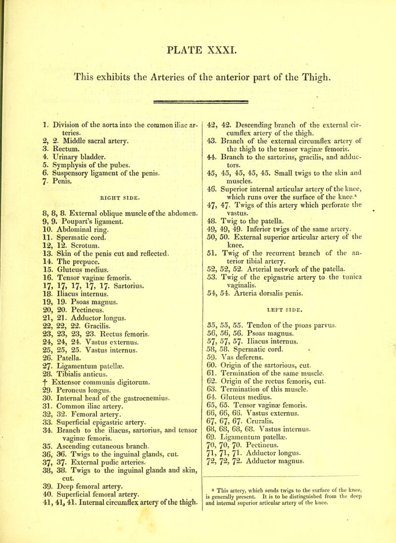 This exhibits the Arteries of the anterior part of the Thigh. 1. Division of the aorta into the common iliac ar- teries. 2. 2. Middle sacral artery. 3. Rectum. 4. Urinary bladder. 5. Symphysis of the pubes. 6. Suspensory ligament of the penis. 7- Penis. RIGHT SIDE. 8, 8, 8. External oblique muscle of the abdomen. 9, 9. Poupart’s ligament. 10, Abdominal ring. 11, Spermatic cord. 12, 12. Scrotum. 13, Skin of the penis cut and reflected. 14, The prepuce. 15, Gluteus medius. 16, Tensor vaginae femoris. 17, 17, 17, 17, 17. Sartorius. 18, Uiacus internus. 19, 19- Psoas magnus. 20, 20. Pectineus. 21, 21. Adductor longus. 22, 22, 22. Gracilis. 23, 23, 23, 23. Rectus femoris. 24, 24, 24. Vastus externus. 25, 25, 25. Vastus internus. 26, Patella. 27, Ligamentum patellae. 28, Tibialis anticus. -f- Extensor communis digitorum. 29- Peroneus longus. 30. Internal head of the gastrocnemius. 31. Common iliac artery. 32. 32. Femoral artery. 33. Superficial epigastric artery. 34. Branch to the iliacus, sartorius, and tensor vaginae femoris. 35. Ascending cutaneous branch. 36. 36. Twigs to the inguinal glands, cut. 37. 37. External pudic arteries. 38. 38. Twigs to the inguinal glands and skin, cut. 39. Deep femoral artery. 40. Superficial femoral artery. 41. 41, 41. Internal circumflex artery of the thigh. 42. 42. Descending branch of the external cir- cumflex artery of the thigh. 43. Branch of the external circumflex artery of the thigh to the tensor vaginae femoris. 44. Branch to the sartorius, gracilis, and adduc- tors. 45. 45, 45, 45, 45. Small twigs to the skin and muscles. 46. Superior internal articular artery of the knee, which runs over the surface of the knee.* 47? 47. Twigs of this artery which perforate the vastus. 48, Twig to the patella. 49, 49, 49. Inferior twigs of the same artery. 50, 50. External superior articular artery of the knee. 51, Twig of the recurrent branch of the an- terior tibial artery. 52, 52, 52. Arterial network of the patella. 53, Twig of the epigastric artery to the tunica vaginalis. 54, 54. Arteria dorsalis penis. LEFT SIDE. 55, 55, 55. Tendon of the psoas parvus. 56, 56, 56. Psoas magnus. 57, 57, 57. Iliacus internus. 58, 58. Spermatic cord. 59, Vas deferens. 60, Origin of the sartorious, cut. 61, Termination of the same muscle. 62, Origin of the rectus femoris, cut. 63, Termination of this muscle. 64, Gluteus medius. 65, 65. Tensor vaginae femoris. 66, 66, 66. Vastus externus. 67, 67, 67- Cruralis. 68, 68, 68, 68. Vastus internus. 69, Ligamentum patellae. 70, 70, 76- Pectineus. 71, 715 71 • Adductor longus. 72, 72, 72. Adductor magnus. a This artery, which sends twigs to the surface of the knee, is generally present. It is to he distinguished from the deep and internal superior articular artery of the knee.