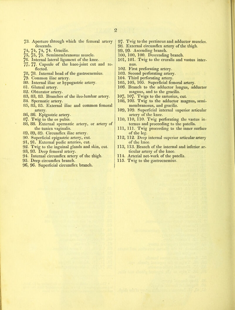 2 73. Aperture through which the femoral artery descends. 74, 74, 74, 74. Gracilis. 75, 75, 75. Semimembranosus muscle. 76. Internal lateral ligament of the knee. 77? 77- Capsule of the knee-joint cut and re- flected. 78. 78. Internal head of the gastrocnemius. 79. Common iliac artery. 80. Internal iliac or hypogastric artery. 81. Gluteal artery. 82. Obturator artery. 83. 83, 83. Branches of the ileo-lumbar artery. 84. Spermatic artery. 85. 85, 85. External iliac and common femoral artery. 86. 86. Epigastric artery. 87- Twig to the os pubis. 88, 88. External spermatic artery, or artery of the tunica vaginalis. 89, 89, 89- Circumflex iliac artery. 90, Superficial epigastric artery, cut. 91, 91. External pudic arteries, cut. 92, Twig to the inguinal glands and skin, cut. 93, 93. Deep femoral artery. 94, Internal circumflex artery of the thigh. 95, Deep circumflex branch. 96, 96. Superficial circumflex branch. 97- Twig to the pectineus and adductor muscles. 98. External circumflex artery of the thigh. 99. 99- Ascending branch. 100. 100, 100. Descending branch. 101. 101. Twig to the cruralis and vastus inter- nus. 102. First preforating artery. 103. Second perforating artery. 104. Third perforating artery. 105. 105, 105. Superficial femoral artery. 106. Branch to the adductor longus, adductor magnus, and to the gracilis. 107? IO7. Twigs to the sartorius, cut. 108, 108. Twig to the adductor magnus, semi- membranosus, and gracilis. 109, 109. Superficial internal superior articular artery of the knee. 110, 110, 110. Twig perforating the vastus in- ternus and proceeding to the patella. 111, 111. Twig proceeding to the inner surface of the leg. 112, 112. Deep internal superior articular artery of the knee. 113, 113. Branch of the internal and inferior ar- ticular artery of the knee. 114, Arterial net-work of the patella. 115, Twig to the gastrocnemius.