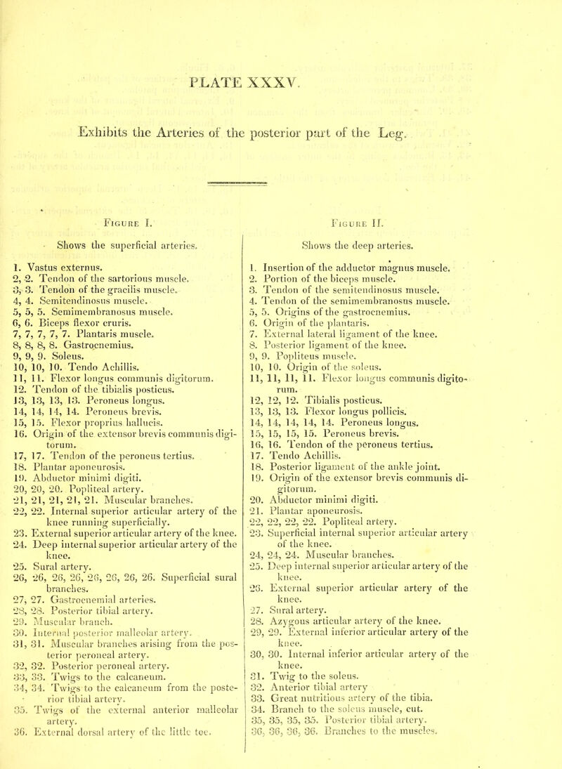 Exhibits the Arteries of the posterior part of the Leg, Figure I. Shows the superficial arteries. 1. Vastus externus. 2, 2. Tendon of the sartorious muscle. 0, 3. Tendon of the gracilis muscle. 4, 4. Semitendinosus muscle. 5, 5, 5. Semimembranosus muscle. 6, 6. Biceps flexor cruris. 7, 7, 7, 7, 7. Plantaris muscle. 8, 8, 8, 8. Gastrocnemius. 9, 9, 9. Soleus. 10, 10, 10. Tendo Achillis. 11, 11. Flexor longus communis digitorum. 12, Tendon of the tibialis posticus. 13, 13, 13, 13. Peroneus longus. 14, 14, 14, 14. Peroneus brevis. 15, 15. Flexor proprius hallucis. 10. Origin of the extensor brevis communis digi- torum. 17, 17. Tendon of the peroneus tertius. 18, Plantar aponeurosis. 19, Abductor minimi digiti. 20, 20, 20. Popliteal artery. 21, 21, 21, 2!, 21. Muscular branches. 22, 22. Internal superior articular artery of the knee running superficially. 23, External superior articular artery of the knee. 24, Deep internal superior articular artery of the knee. 25, Sural artery. 26, 26, 26, 26, 26, 26, 26, 26. Superficial sural branches. 27, 27. Gastrocnemial arteries. 28, 28. Posterior tibial artery. 29, Muscular branch. 30, Internal posterior malleolar artery, 31, 31. Muscular branches arising from the pos- terior peroneal artery. 32, 32. Posterior peroneal artery. 33, 33. Twigs to the calcaneum. 34, 34. Twigs to the calcaneum from the poste- rior tibial artery. 35, Twigs of the external anterior malleolar artery. 36, External dorsal artery of the little toe. Figure 11/ Shows the deep arteries. 1. Insertion of the adductor magnus muscle. 2. Portion of the biceps muscle. 3. Tendon of the semitendinosus muscle. 4. Tendon of the semimembranosus muscle. 5. 5. Origins of the gastrocnemius. 6. Origin of the plantaris. 7. External lateral ligament of the knee. 8. Posterior ligament of the knee. 9. 9. Popliteus muscle. 10. 10. Origin of the soleus. 11. 11, 11, 11. Flexor longus communis digito- rum. 12. 12, 12. Tibialis posticus. 13. 13, 13. Flexor longus pollicis. 14. 14, 14, 14, 14. Peroneus longus. 15. 15, 15, 15. Peroneus brevis. 16. 16. Tendon of the peroneus tertius. 17. Tendo Achillis. 18. Posterior ligament of the ankle joint. 19. Origin of the extensor brevis communis di- gitorum. 20. Abductor minimi digiti. 21. Plantar aponeurosis. 22. 22, 22, 22. Popliteal artery. 23. Superficial internal superior articular artery of the knee. 24. 24, 24. Muscular branches. 25. Deep internal superior articular artery of the knee. 26. External superior articular artery of the knee. 27. Sural artery. 28. Azygous articular artery of the knee. 29. 29. External inferior articular artery of the knee. 30. 30. Internal inferior articular artery of the knee. 31. Twig to the soleus. 32. Anterior tibial artery 33. Great nutritious artery of the tibia. 34. Branch to the soleus muscle, cut. 35. 35, 35, 35. Posterior tibial artery. 36. 36, 36, 36. Branches to the muscles.
