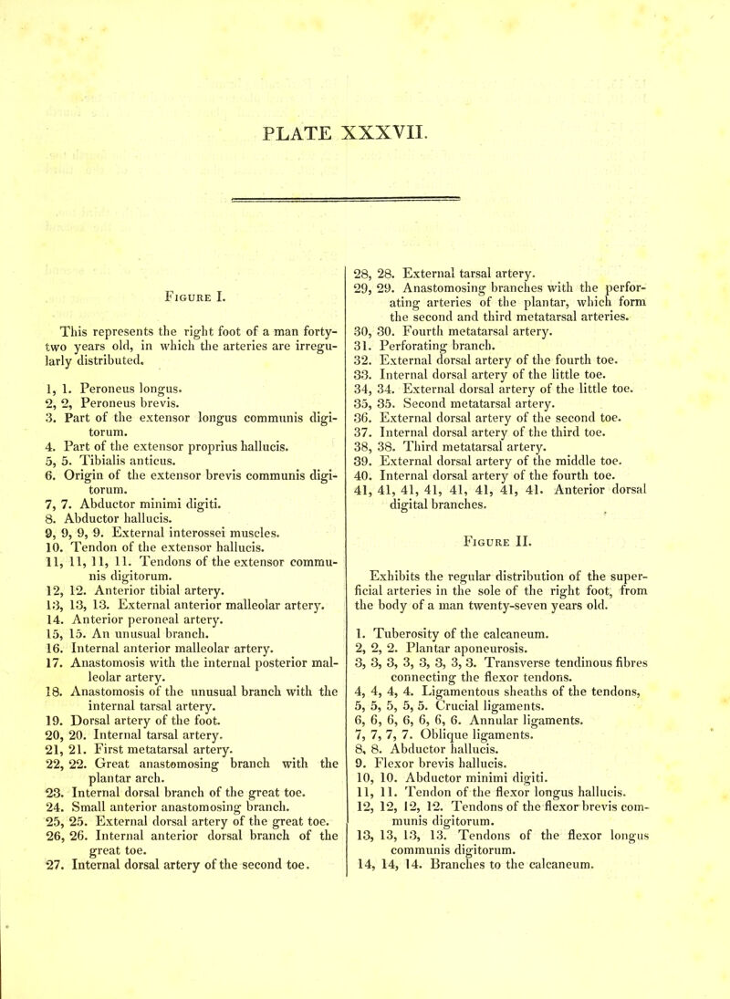 Figure I. This represents the right foot of a man forty- two years old, in which the arteries are irregu- larly distributed. 1, 1. Peroneus longus. 2, 2, Peroneus brevis. 3, Part of the extensor longus communis digi- torum. 4, Part of the extensor proprius hallucis. 5, 5. Tibialis anticus. 6, Origin of the extensor brevis communis digi- torum. 7, 7. Abductor minimi digiti. 8, Abductor hallucis. 9, 9, 9, 9. External interossei muscles. 10, Tendon of the extensor hallucis. 11, 11, 11, 11. Tendons of the extensor commu- nis digitorum. 12, 12. Anterior tibial artery. 13, 13, 13. External anterior malleolar arter)r. 14, Anterior peroneal artery. 15, 15. An unusual branch. 16, Internal anterior malleolar artery. 17, Anastomosis with the internal posterior mal- leolar artery. 18, Anastomosis of the unusual branch with the internal tarsal artery. 19, Dorsal artery of the foot. 20, 20. Internal tarsal artery. 21, 21. First metatarsal artery. 22, 22. Great anastomosing branch with the plantar arch. 23, Internal dorsal branch of the great toe. 24, Small anterior anastomosing branch. 25, 25. External dorsal artery of the great toe. 26, 26. Internal anterior dorsal branch of the great toe. 27, Internal dorsal artery of the second toe. 28, 28. External tarsal artery. 29, 29. Anastomosing branches with the perfor- ating arteries of the plantar, which form the second and third metatarsal arteries. 30, 30. Fourth metatarsal artery. 31. Perforating branch. 32. External dorsal artery of the fourth toe. 33. Internal dorsal artery of the little toe. 34, 34. External dorsal artery of the little toe. 35, 35. Second metatarsal artery. 36. External dorsal artery of the second toe. 37. Internal dorsal artery of the third toe. 38, 38. Third metatarsal artery. 39. External dorsal artery of the middle toe. 40. Internal dorsal artery of the fourth toe. 41, 41, 41, 41, 41, 41, 41, 41. Anterior dorsal digital branches. Figure II. Exhibits the regular distribution of the super- ficial arteries in the sole of the right foot, from the body of a man twenty-seven years old. 1, Tuberosity of the calcaneum. 2, 2, 2. Plantar aponeurosis. 3, 3, 3, 3, 3, 3, 3, 3. Transverse tendinous fibres connecting the flexor tendons. 4, 4, 4, 4. Ligamentous sheaths of the tendons, 5, 5, 5, 5, 5. Crucial ligaments. 6, 6, 6, 6, 6, 6, 6. Annular ligaments. 7, 7, 7, 7. Oblique ligaments. 8, 8. Abductor hallucis. 9, Flexor brevis hallucis. 10, 10. Abductor minimi digiti. 11, 11. Tendon of the flexor longus hallucis. 12, 12, 12, 12. Tendons of the flexor brevis com- munis digitorum. 13, 13, 13, 13. Tendons of the flexor longus communis digitorum. 14, 14, 14. Branches to the calcaneum.